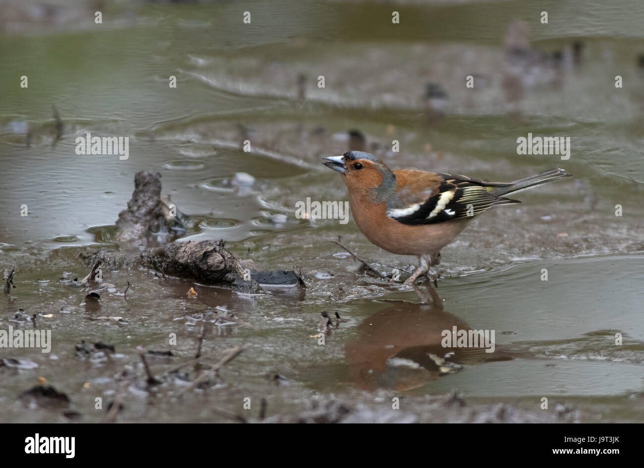 Männliche Buchfink, Fringilla Coelebs. Frühling. UK Stockfoto