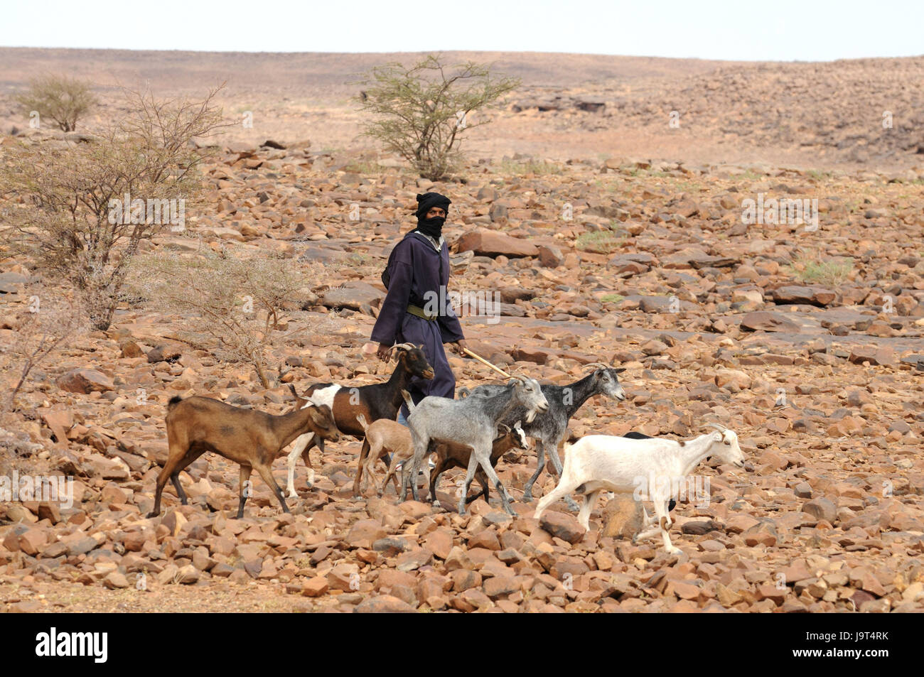 Mauretanien, Adrar, Wüste, Beduinen, Ziege konzentriert, West-Afrika, Afrika, Person, einheimische, Männer, Turban, gehen, Tiere, nutzen Tiere, Ziegen, Landschaft, spärlich, Abfall, Sahara, Wüste, Wüste, felsig, steinig, Hirte, Stein Stockfoto