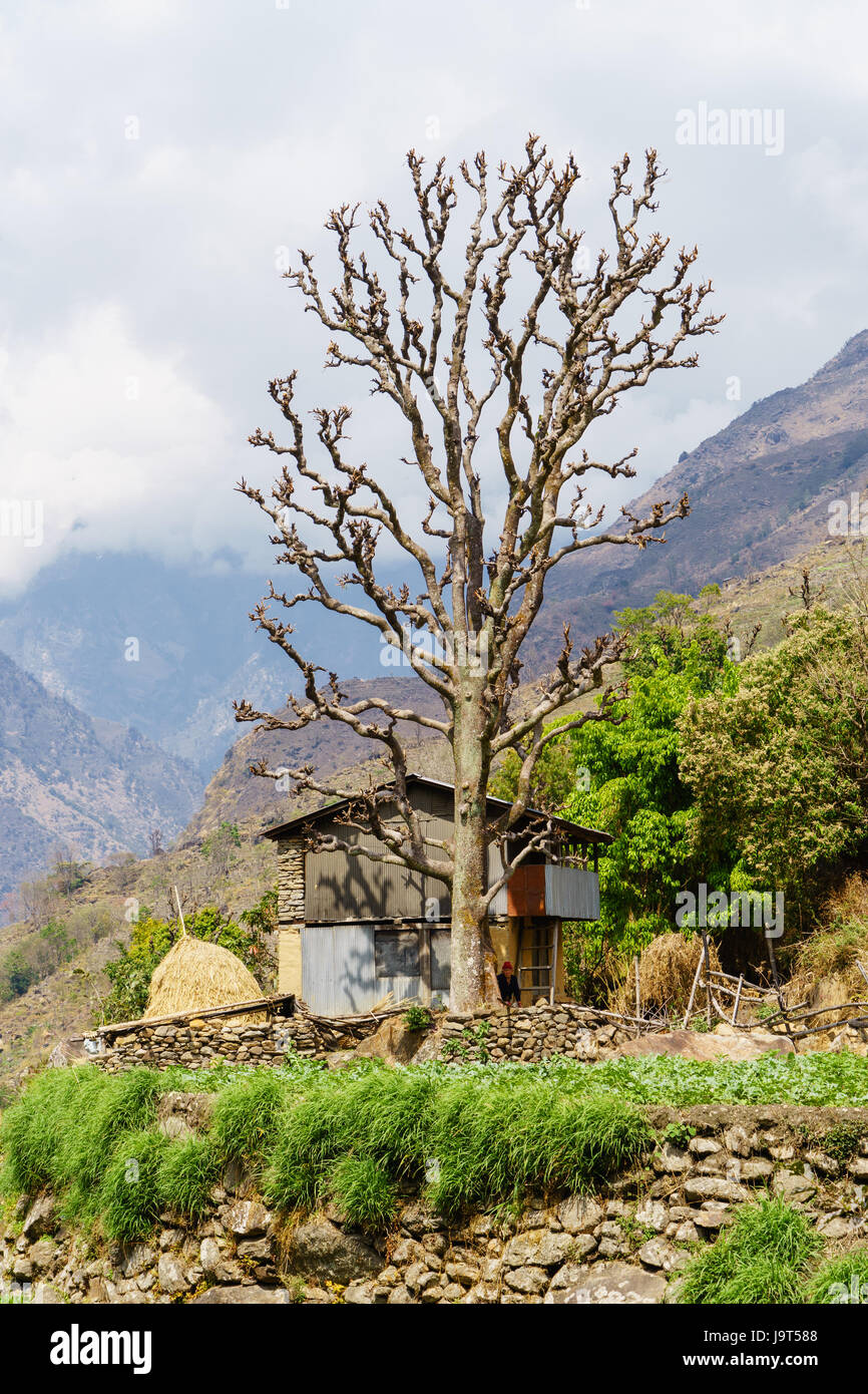 Einfaches zweistöckiges Bauernhaus in der Annapurna region, Nepal. Stockfoto