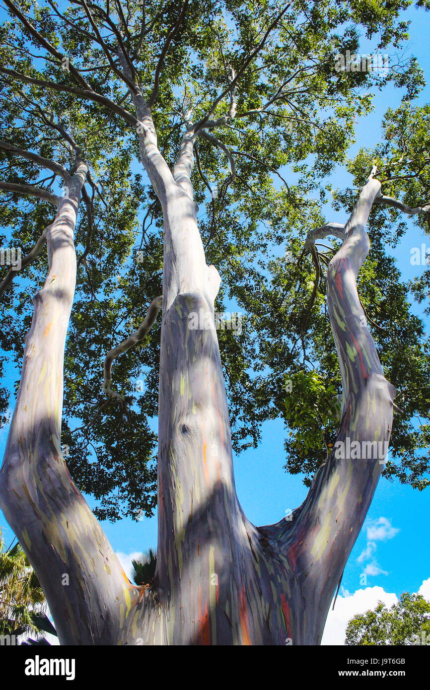 Regenbogen Eukalyptus Stockfotos und bilder Kaufen Seite 3 Alamy