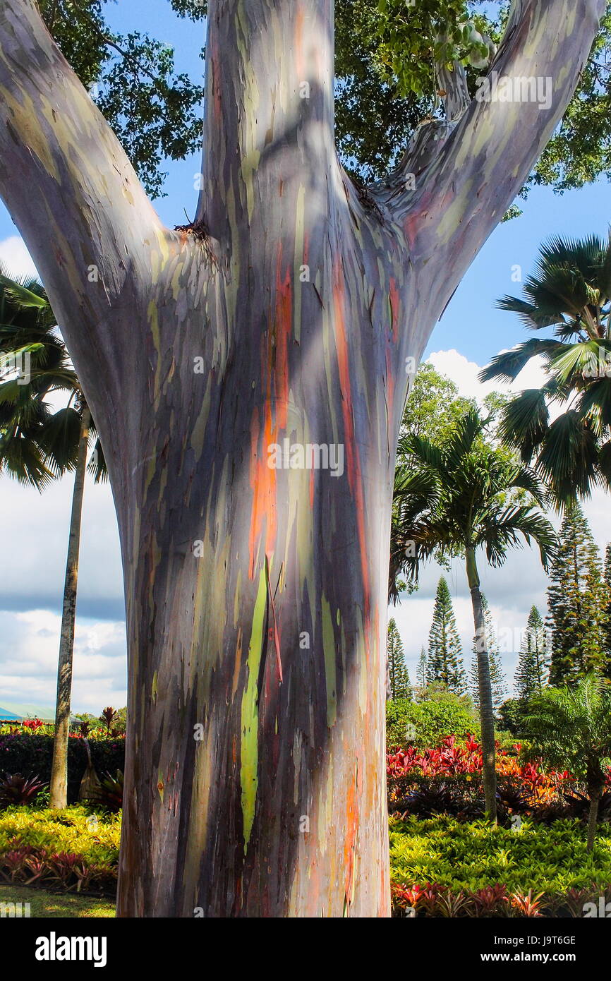 Regenbogen Eukalyptus (Eucalyptus Deglupta Stockfotografie Alamy