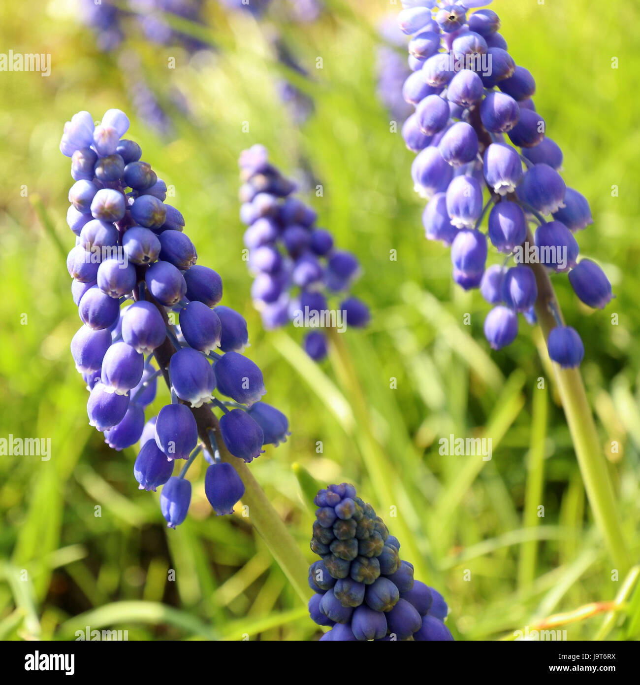 Blaue Lupine Blumen Stockfoto