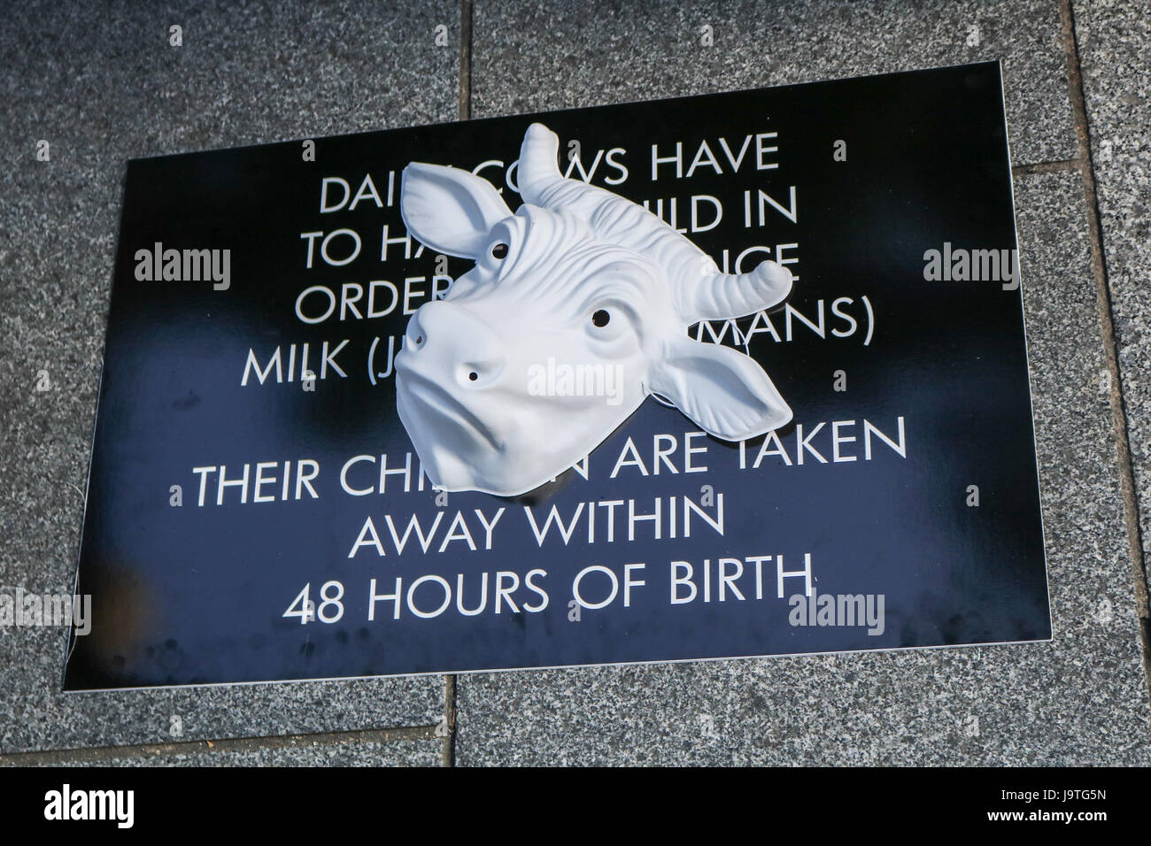 London UK.  3. Juni 2017. Tier Rechte Demonstranten tragen Kuh Masken Protest am Leicester Square gegen Milchviehbetriebe und die Exploitaiton der Kühe nachdrücklichen Aufforderung an die Öffentlichkeit gehen Vegan Credit: Amer Ghazzal/Alamy Live-Nachrichten Stockfoto