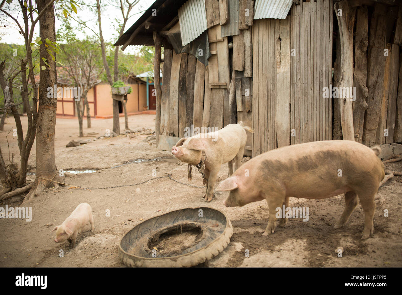 Häuser und Schweine in El Sauce Gemeinde, Léon Abteilung, Nicaragua. Stockfoto