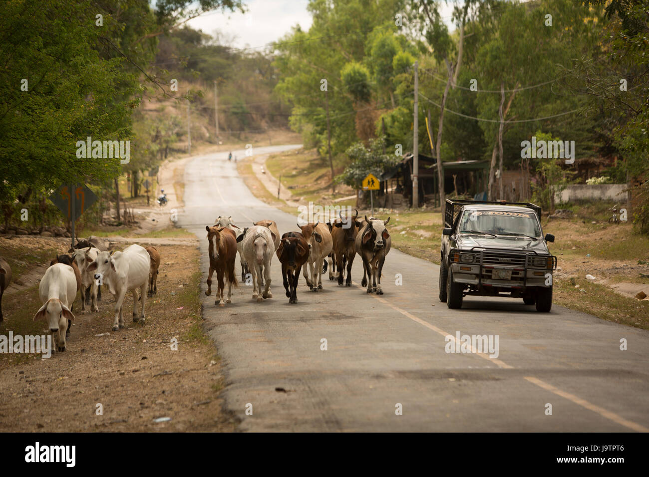 Ein LKW teilt sich die Straße mit einer Herde von Rindern in El Sauce Landgemeinde, Léon Abteilung, Nicaragua. Stockfoto