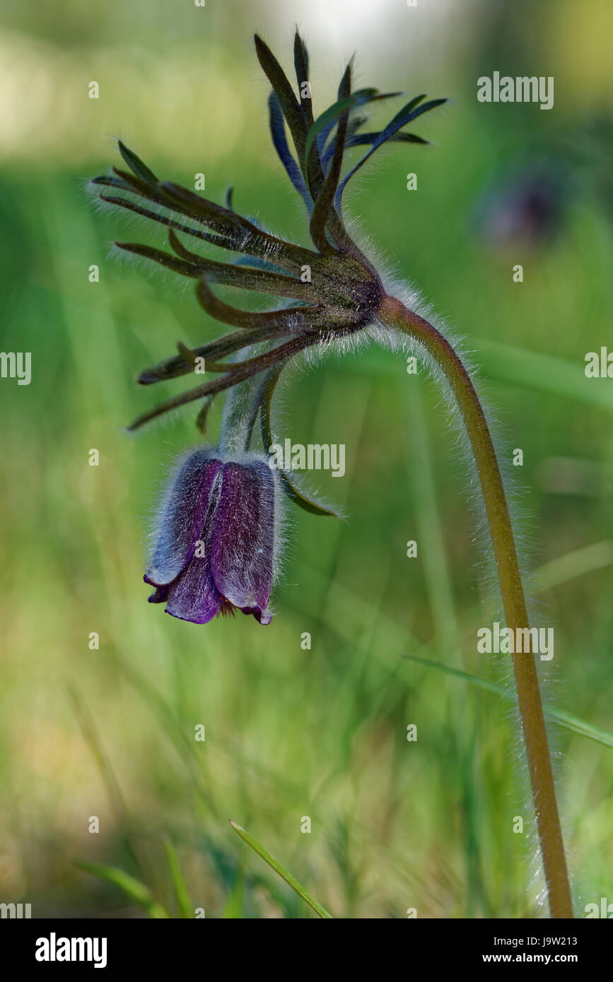 Pulsatilla Pratensis (kleine Kuhschelle) ist eine Art der Gattung Pulsatilla. Stockfoto