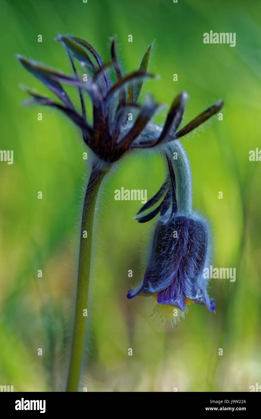 Pulsatilla Pratensis (kleine Kuhschelle) ist eine Art der Gattung Pulsatilla. Stockfoto