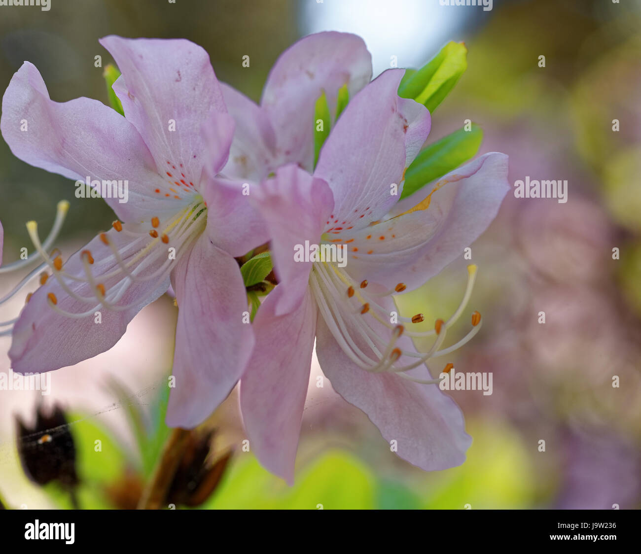 Rhododendron Schlippenbachii, die königliche Azalee ist eine Art von Rhododendron in der koreanischen Halbinsel heimisch und angrenzenden Regionen der Mandschurei (Liaonin Stockfoto