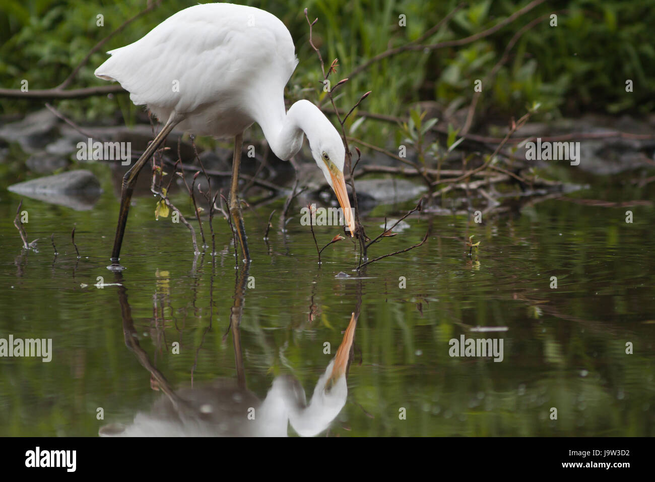 droht, allein, einsam, Lone Wolf, droht, allein, einsam, Albus, Ardeidae, Stockfoto