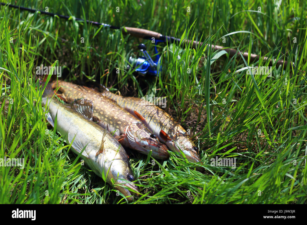 Fish spinning Fotos und Bildmaterial in hoher Auflösung Alamy