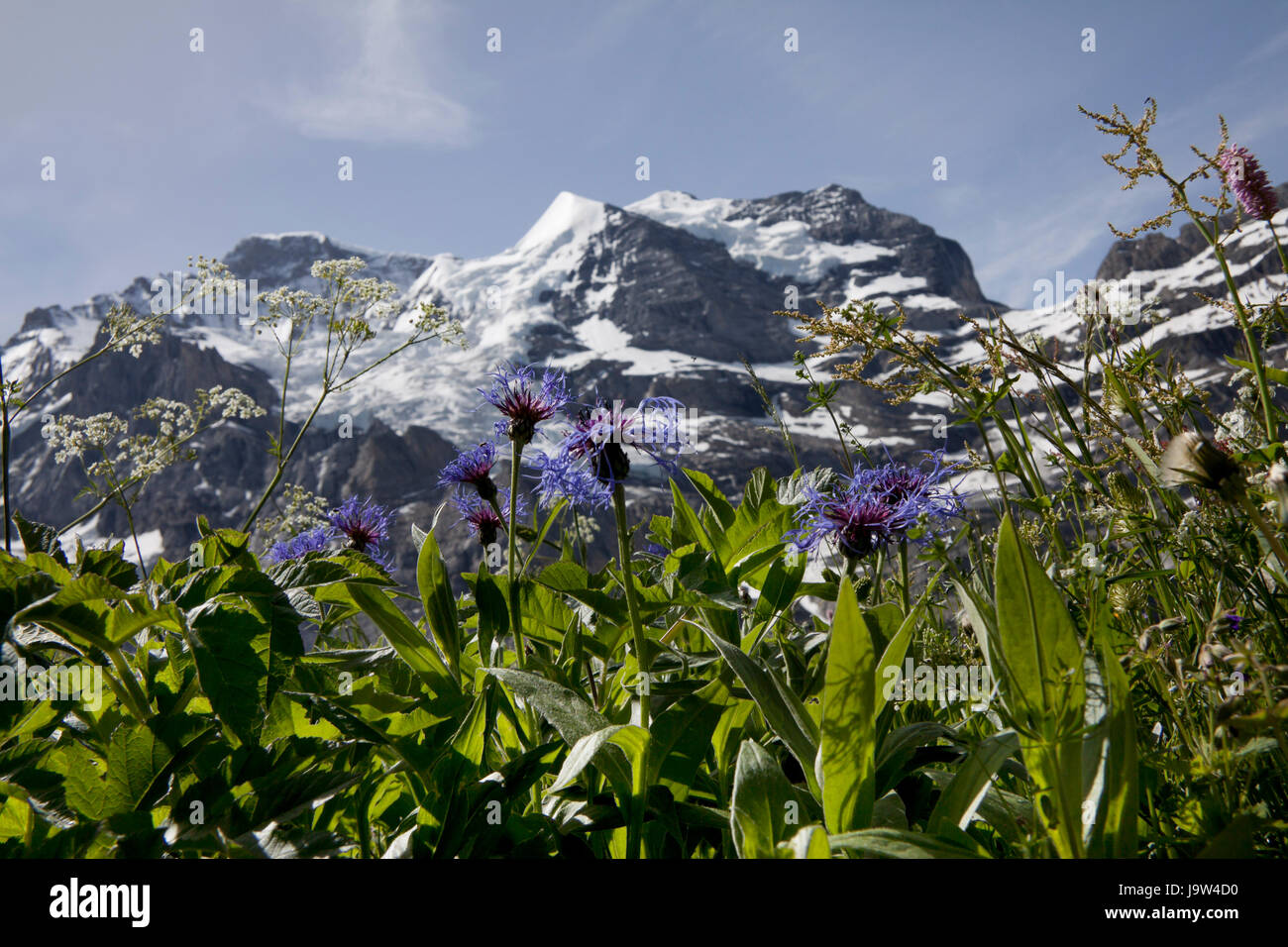 Alpen, Blume, Blumen, Pflanzen, Flora, der Schweiz, hohe Berge, blauer  Stockfotografie - Alamy
