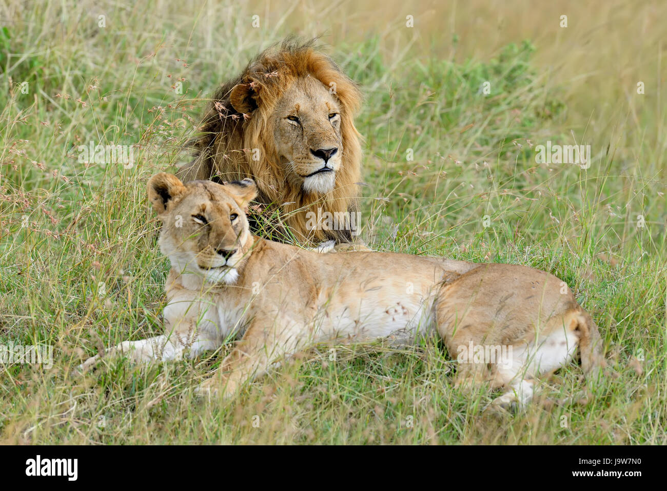 In der Nähe von Lion im Nationalpark von Kenia, Afrika Stockfoto