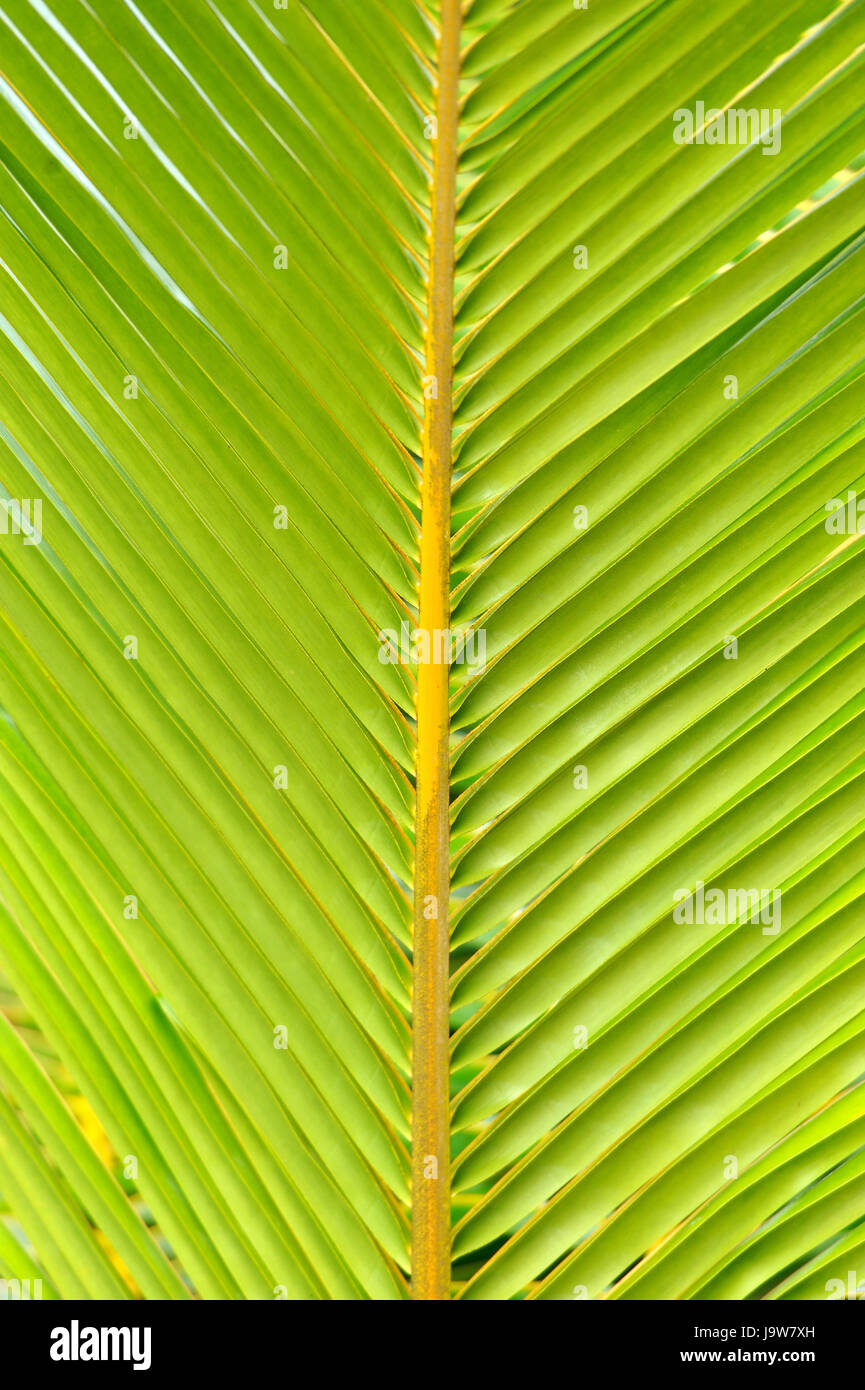 Linien und Strukturen des grünen Palmblätter Stockfoto