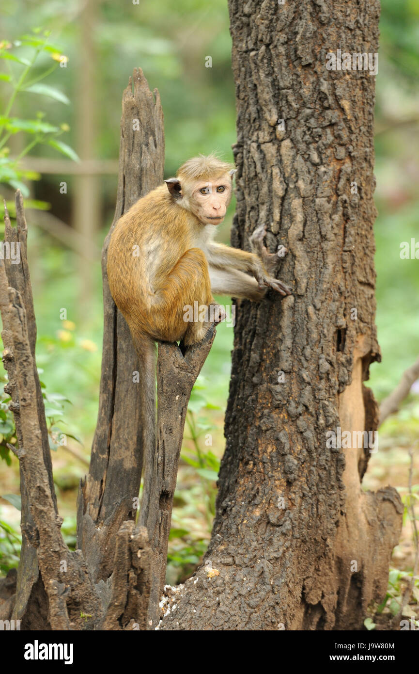 Affe in der lebenden Natur. Land von Sri Lanka Stockfoto