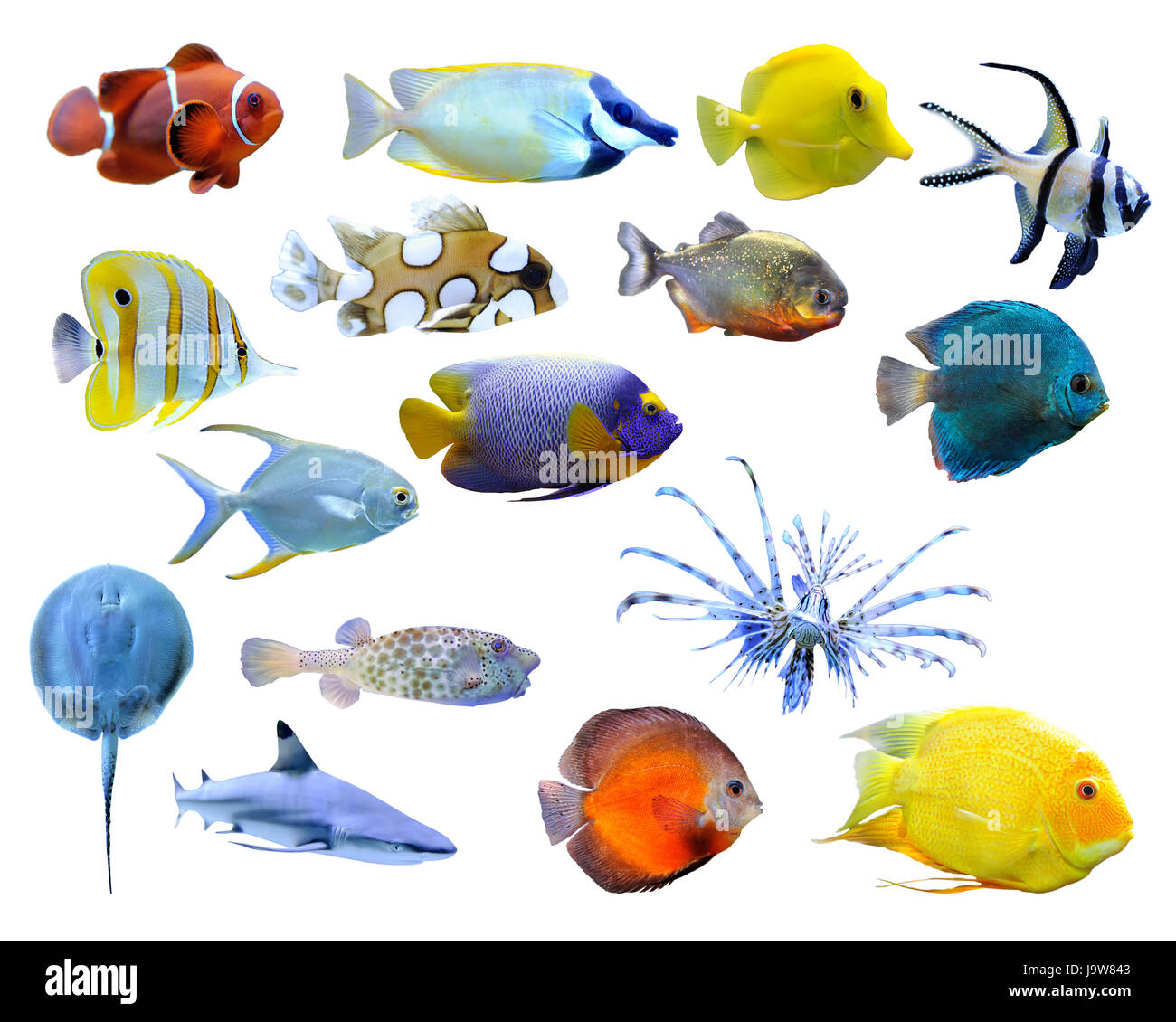Große Sammlung von einem tropischen Fischen auf weißem Hintergrund Stockfoto