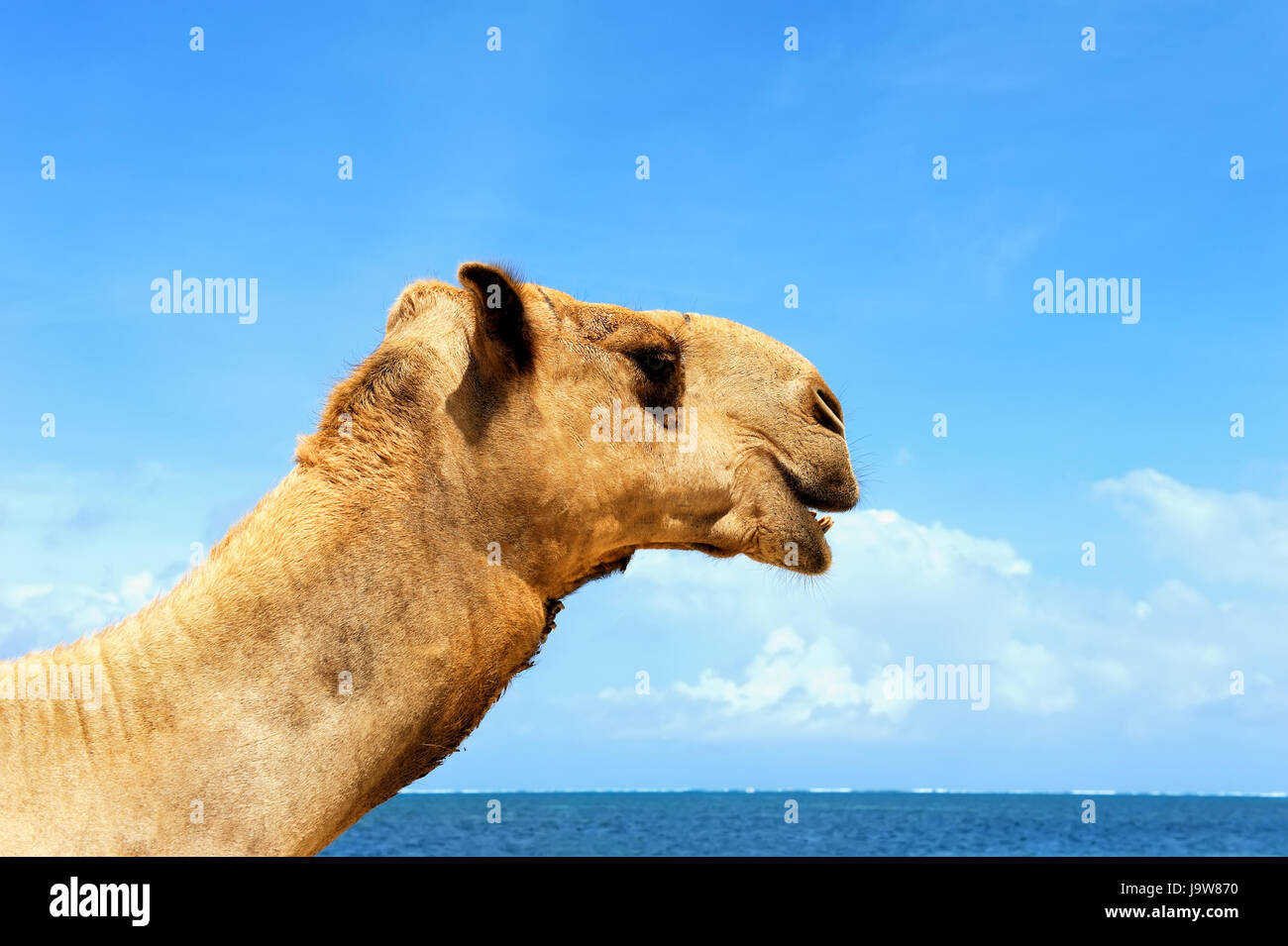 Kamel stehend am Strand Ozeanküste mit blauem Himmel Stockfoto