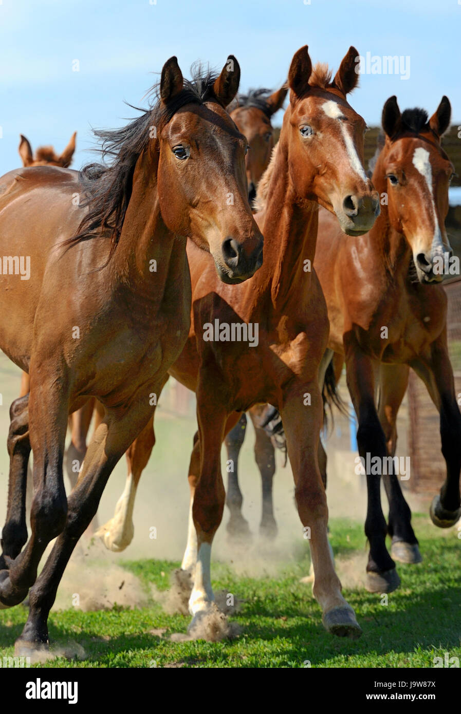 Pferd Rennen im Feld im Sommertag Stockfoto