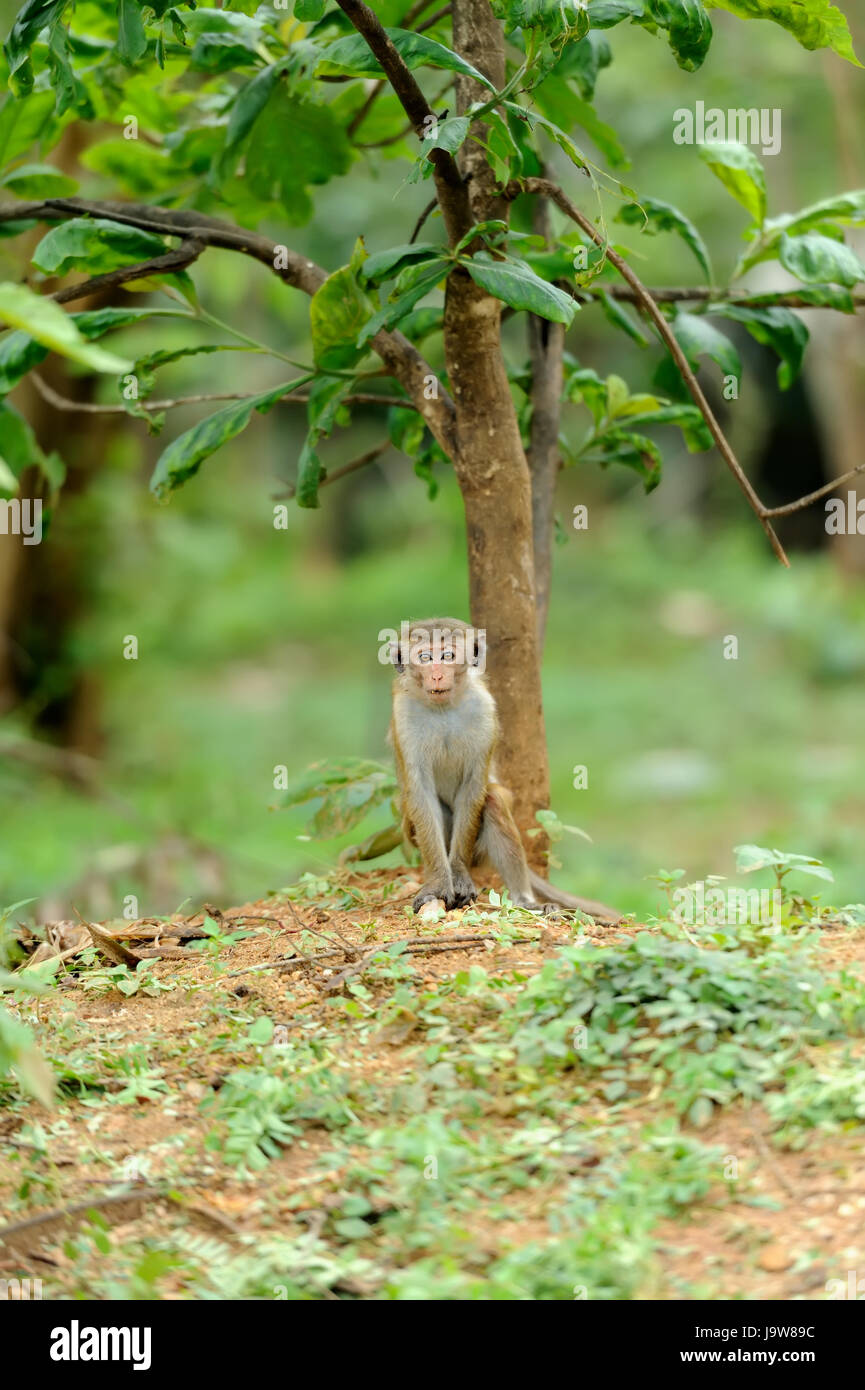 Affe in der lebenden Natur. Land von Sri Lanka Stockfoto