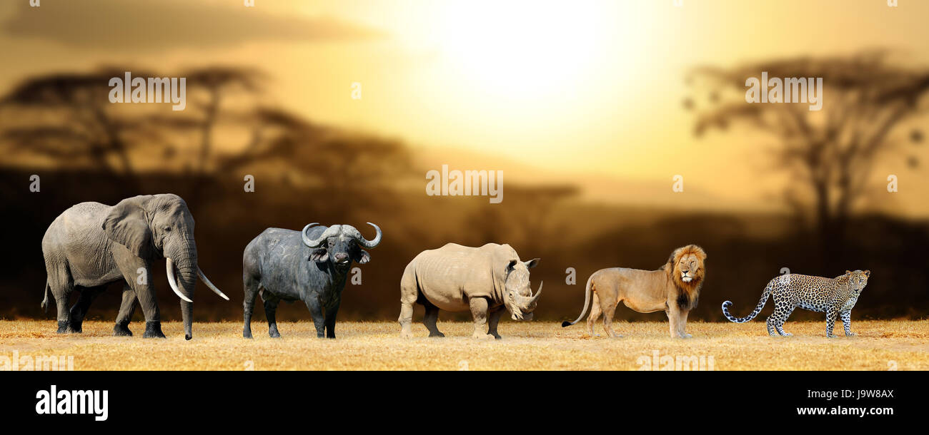 Big 5 Afrika - Löwe, Elefant, Leopard, Büffel und Nashorn Stockfoto