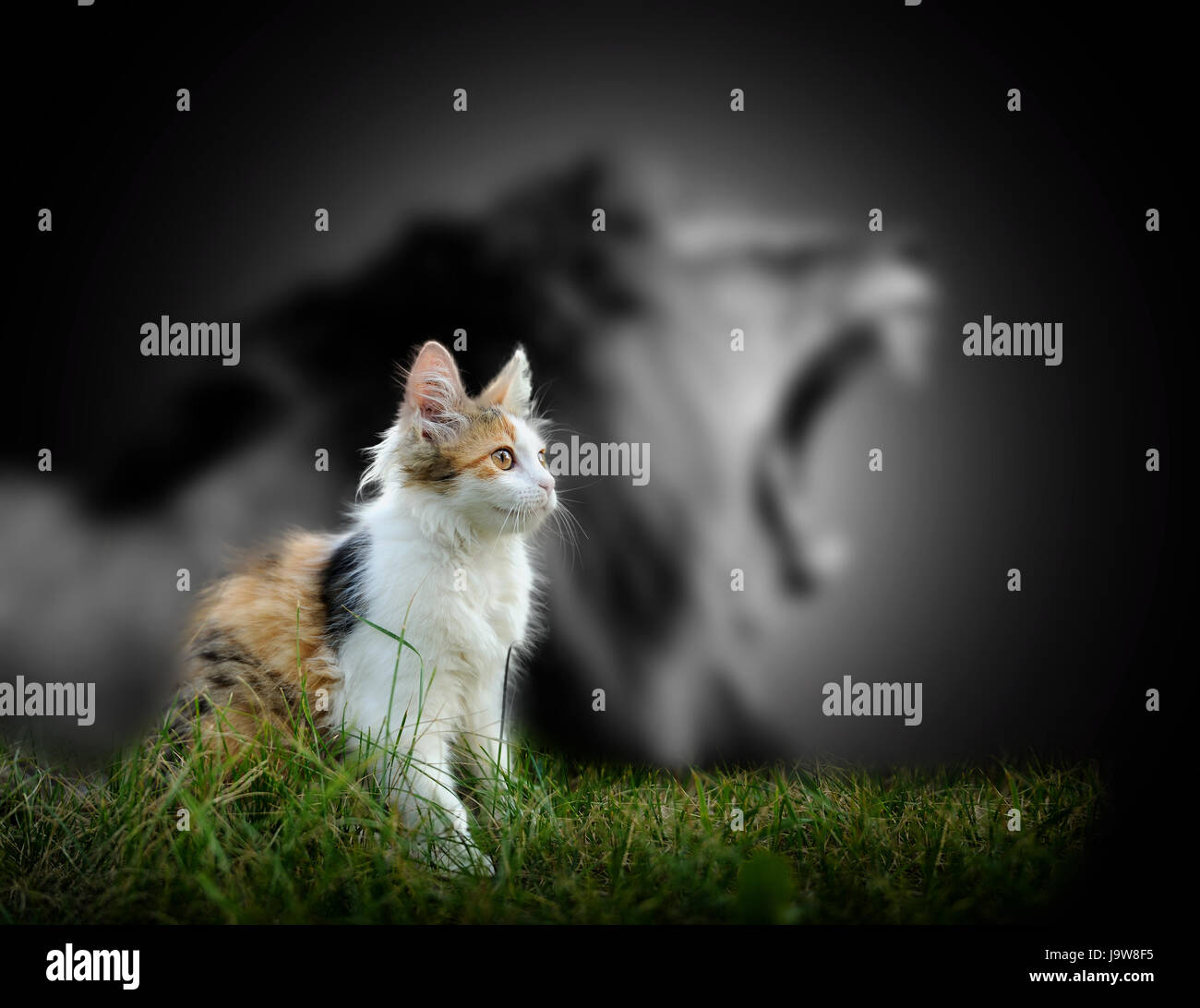 Kleine Katze mit großen wütend männlicher Löwe Schatten Stockfoto