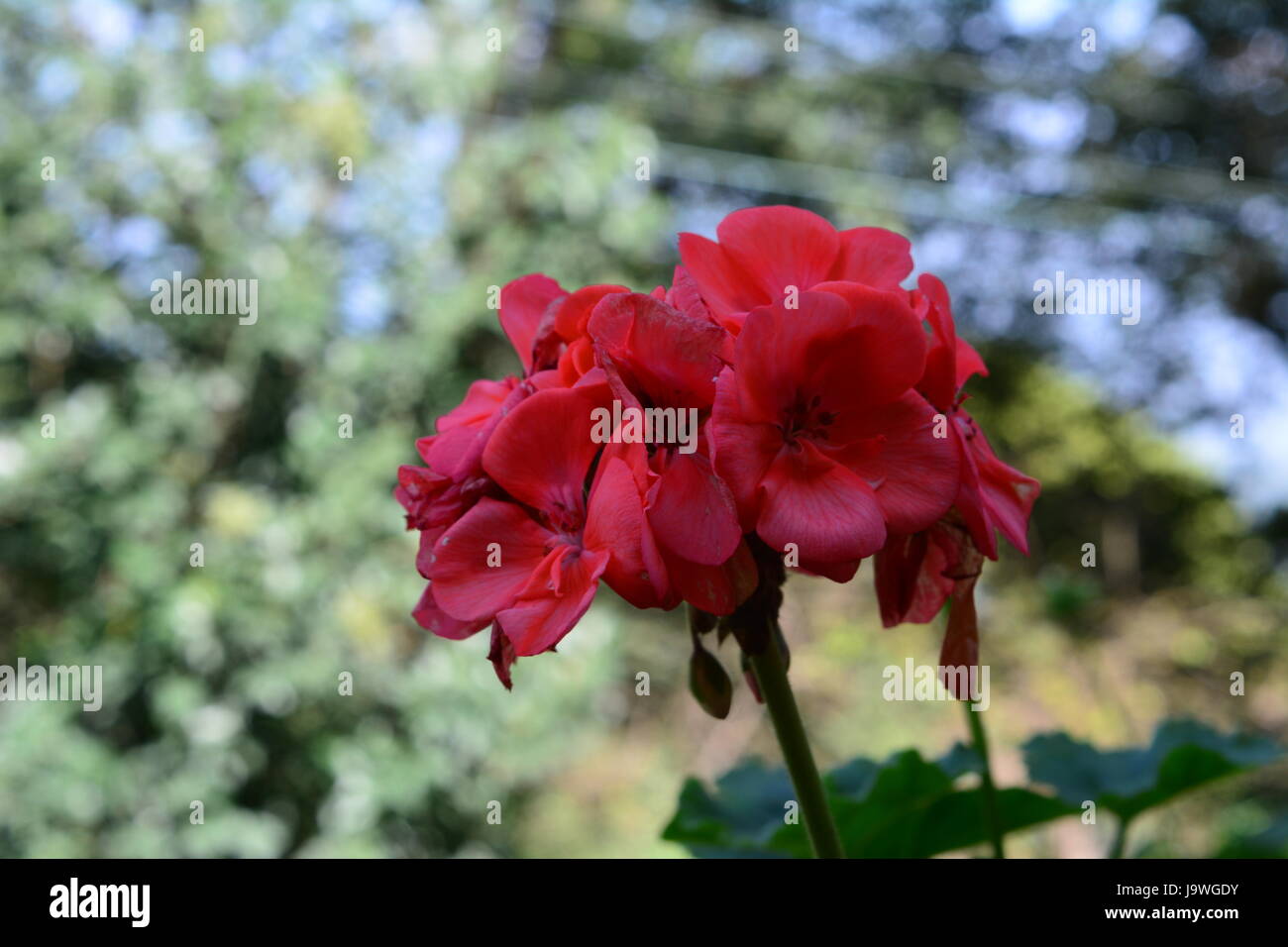 Schöne rote Blüten in einem Park von meinem Freund während gefangen waren auf einer College-Reise. Gute Beleuchtung und Fokus auf Objekt. Stockfoto