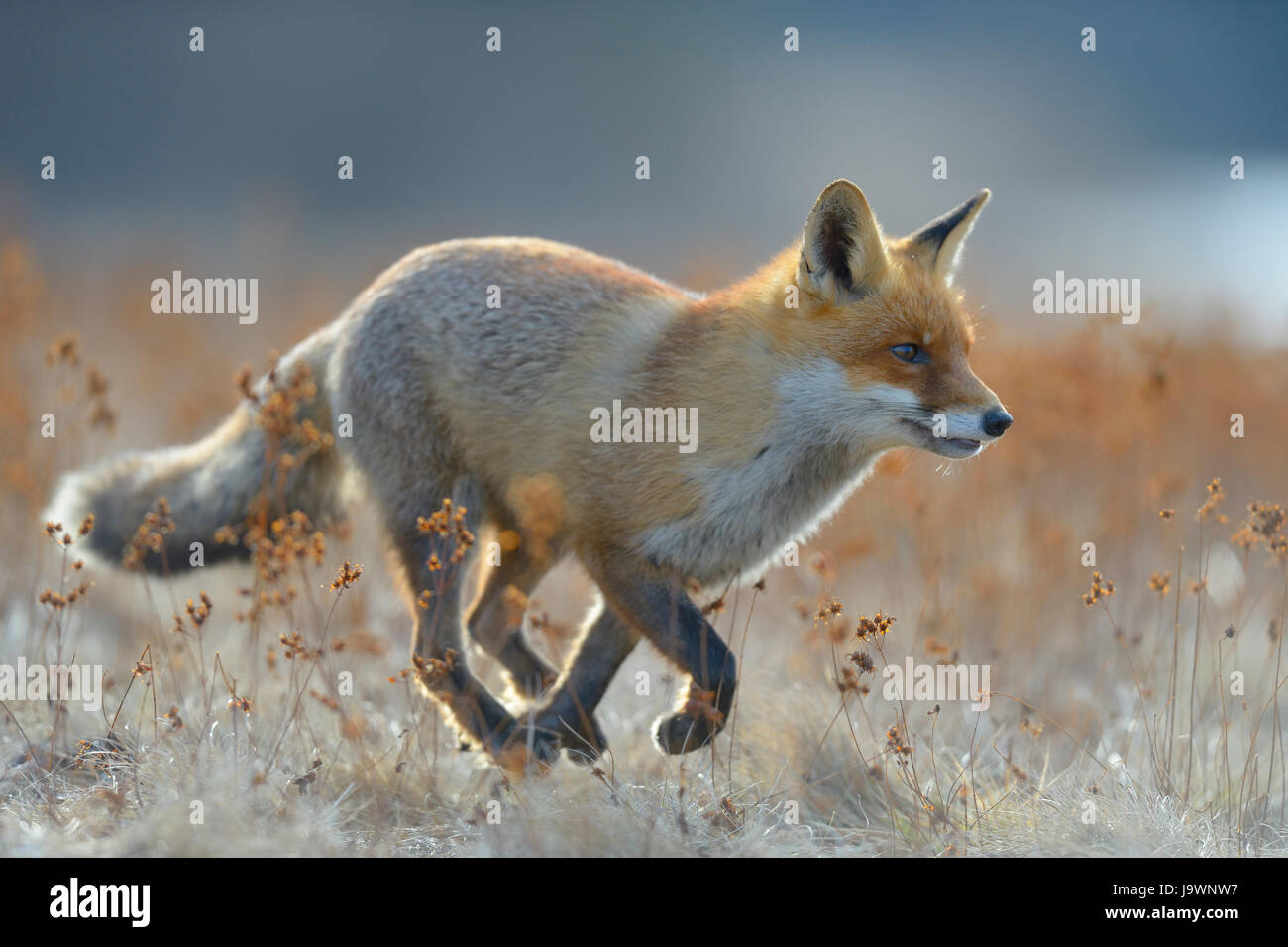 Rotfuchs (Vulpes Vulpes), quer über eine Wiese, Böhmerwald, Tschechien Stockfoto