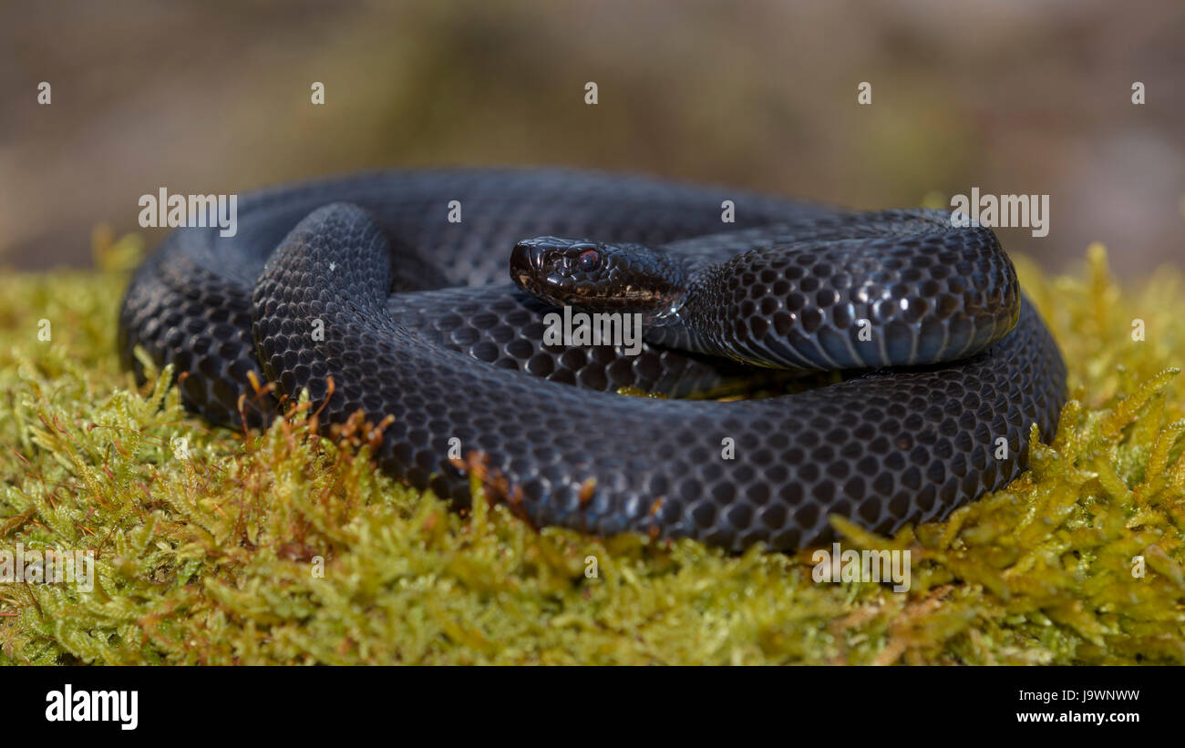Gemeinsamen europäischen Viper (Vipera Berus), Europäische Kreuzotter, schwarze Morph in Angriffsposition, Augsburg, Bayern, Deutschland Stockfoto