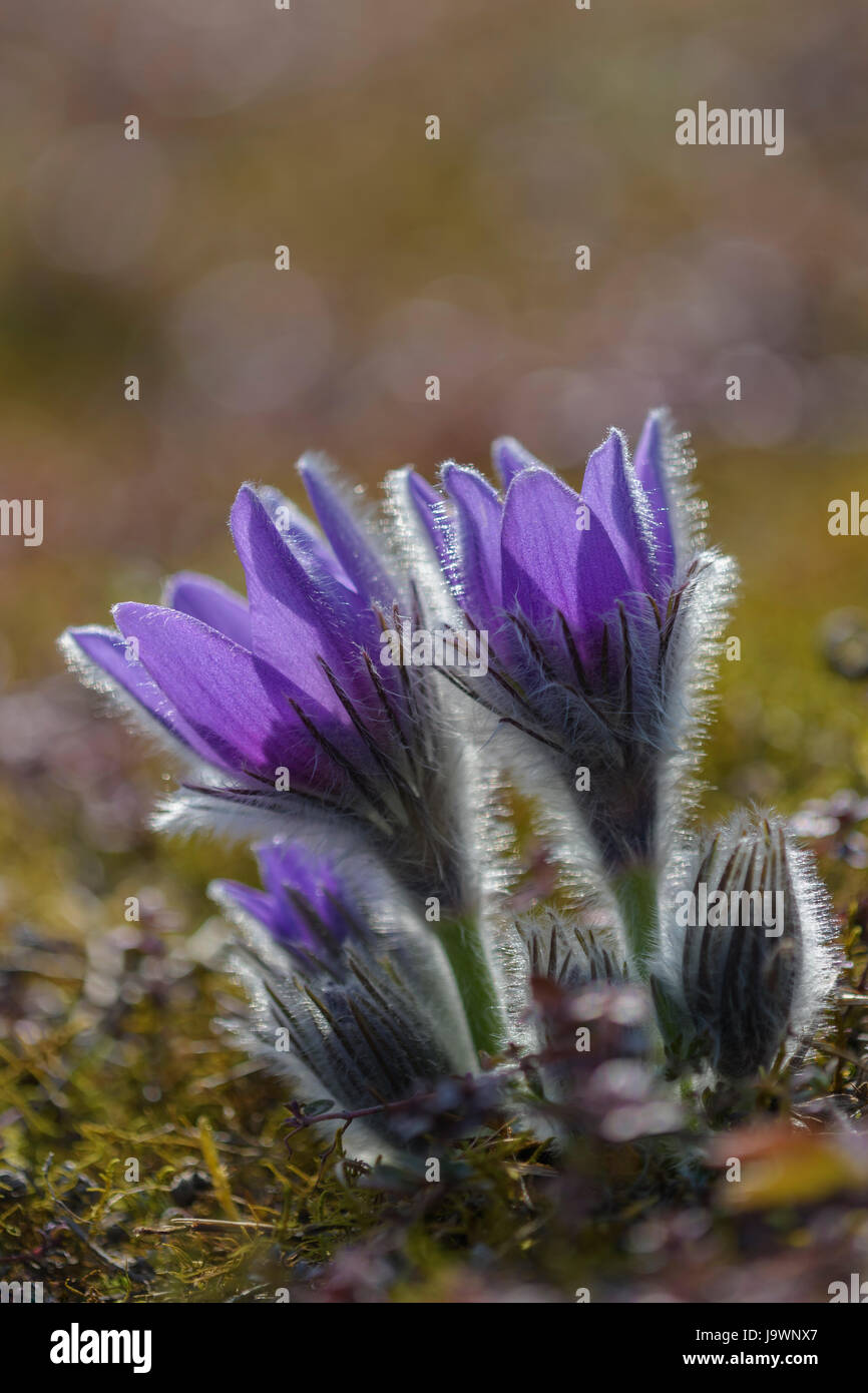 Pasque Blume (Pulsatilla Vulgaris), Trockenrasen, Hintergrundbeleuchtung, Bayern, Deutschland Stockfoto