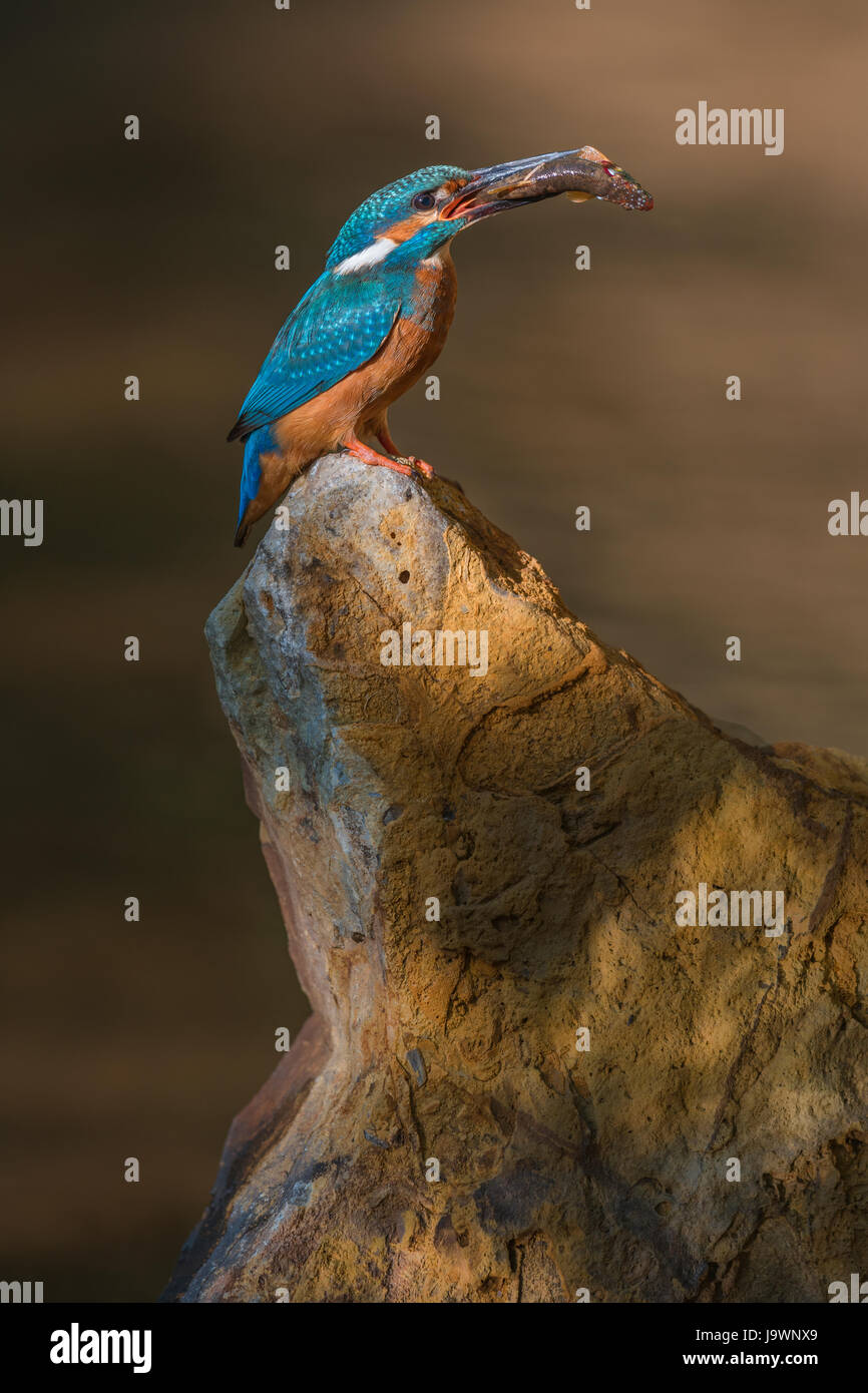 Eisvogel (Alcedo Atthis), sitzt auf einem Stein mit gefangenen Fisch im Schnabel, Biosphere Reserve Schwäbische Alb Stockfoto
