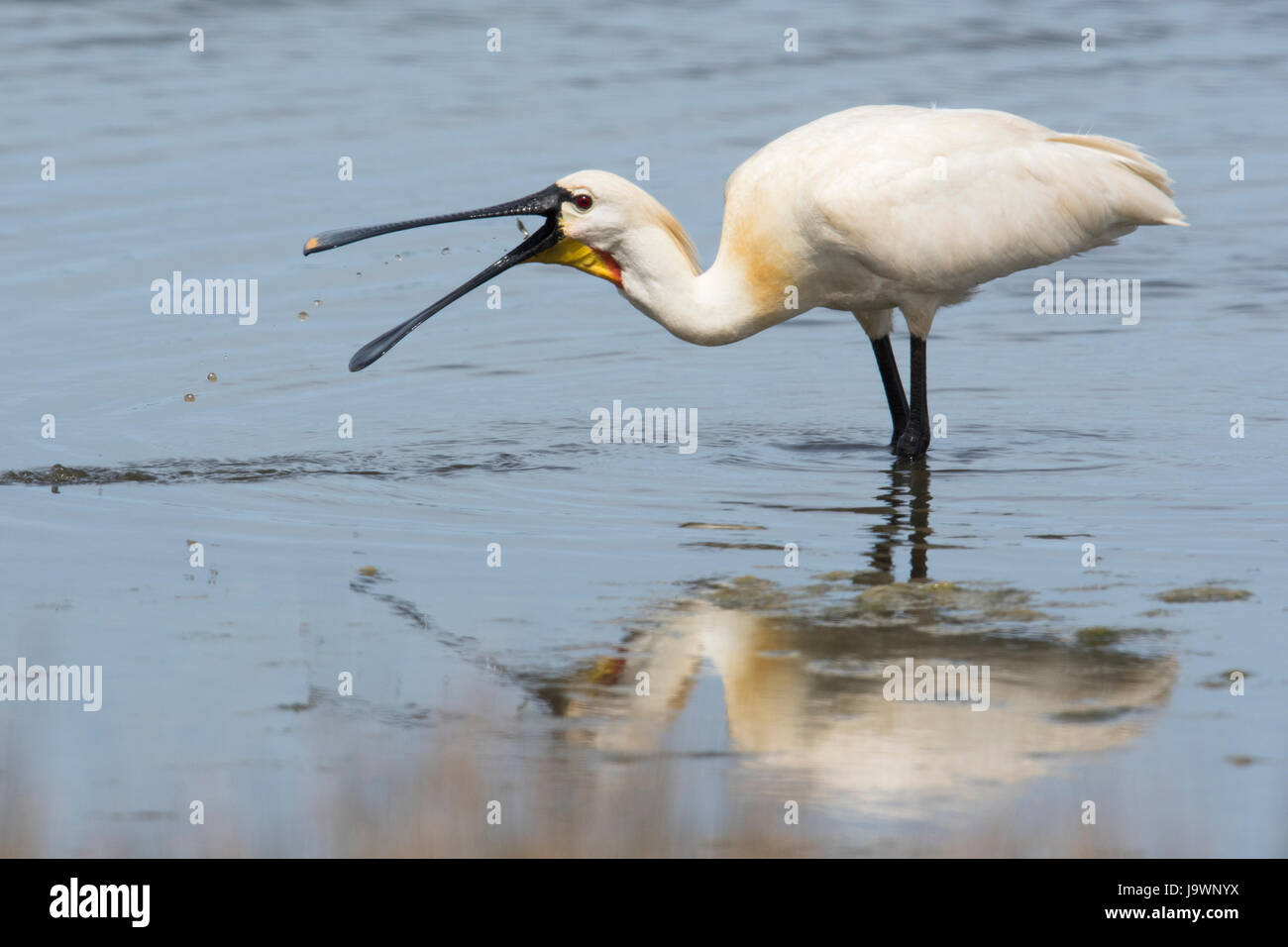 Gemeinsamen Löffler (Platalea Leucorodia), Beute fangen im Wasser, Texel, Nordholland, Niederlande Stockfoto