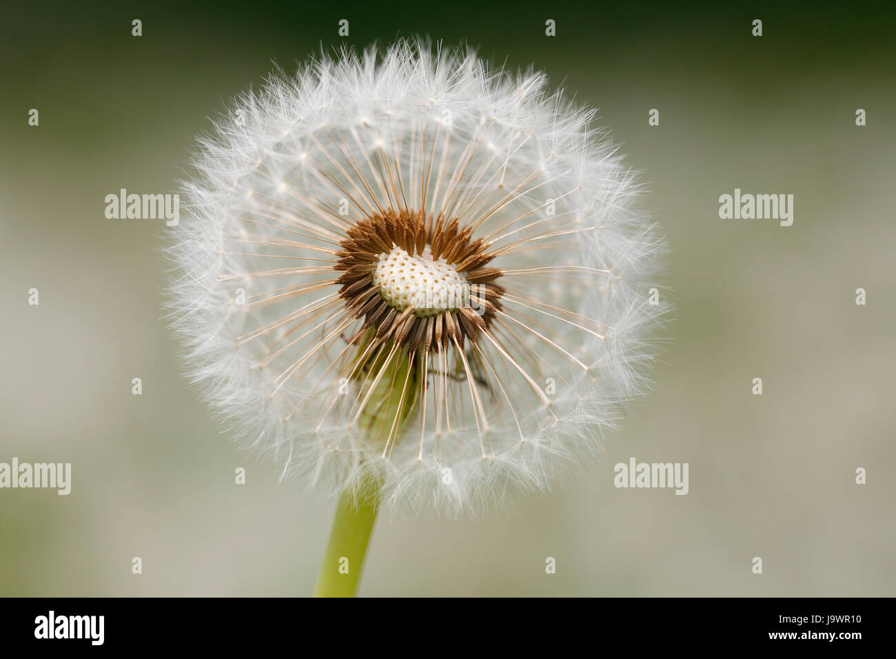 Seminal Stockfotos Und Bilder Kaufen Alamy