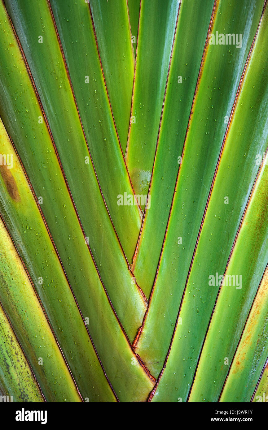 Traveler Palm (Ravenala Madagascariensis), Detail, Phuket, Thailand Stockfoto