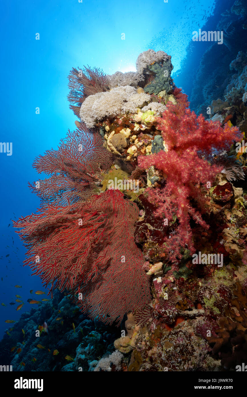 Legde am Korallenriff, Klippe, dicht bewachsen mit verschiedenen Korallen (Dendronephthya Klunzingeri), Riff (Acabaria Splendens) Stockfoto