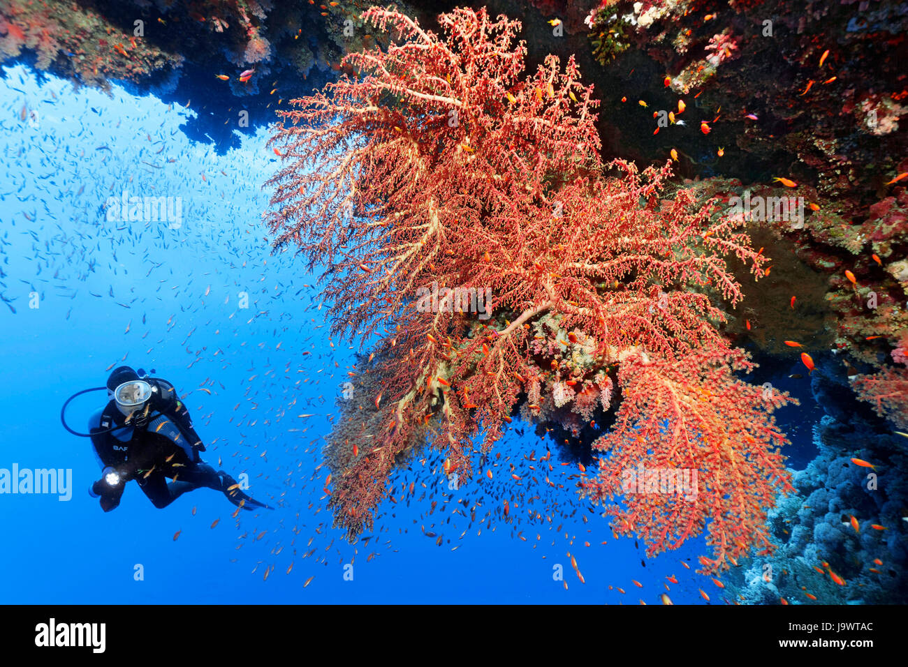 Taucher am großen weichen Korallen Fan (Siphonogorgia Godeffroyi) Rotes Meer, Ägypten Stockfoto