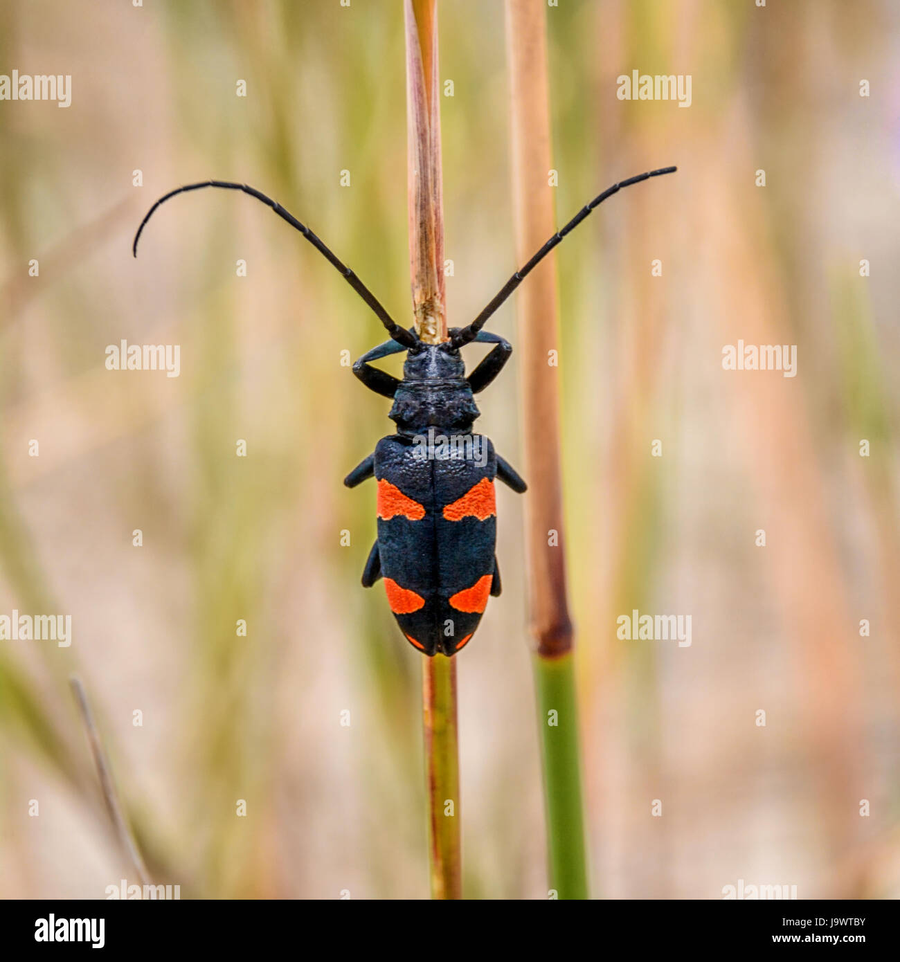 Ein Rooibos Longhorn Beetle in hohe Gräser im südlichen Afrika Stockfoto