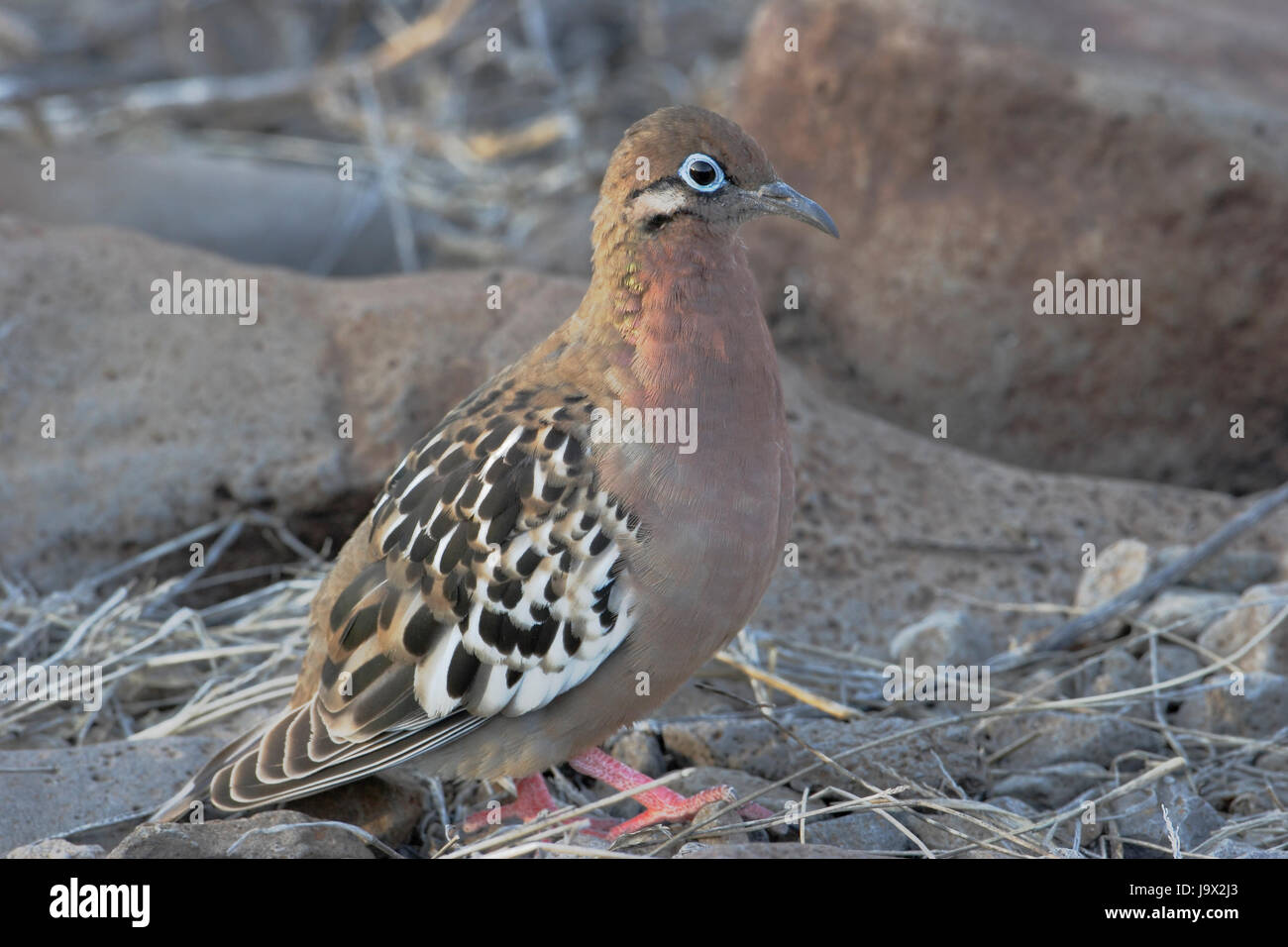 Galapagos dove (Zenaida galapagoensis), Punta Suarez, Espanola, Galapagos, Ecuador Stockfoto