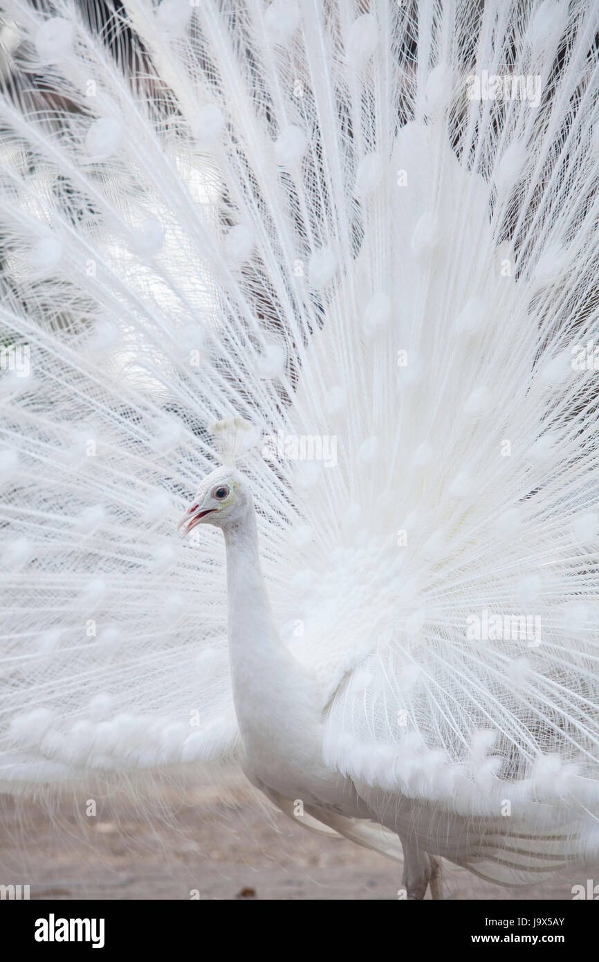 Porträt der weiße Pfau während der Balz, zeigt weiße Pfau Schwanzspitze (Feder) Stockfoto