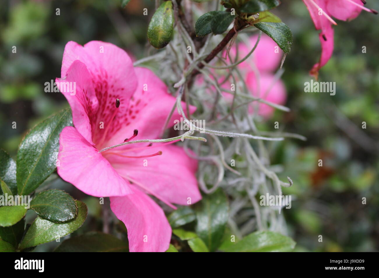 Rosa Azalee Stockfoto