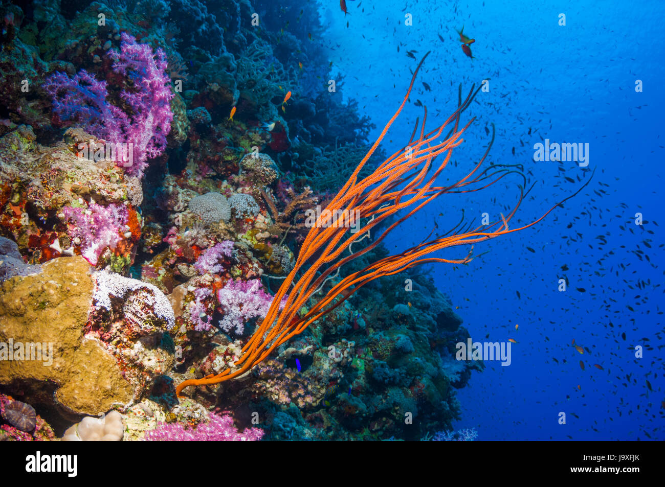 Gorgonie auf Riff.  Ägypten, Rotes Meer. Stockfoto