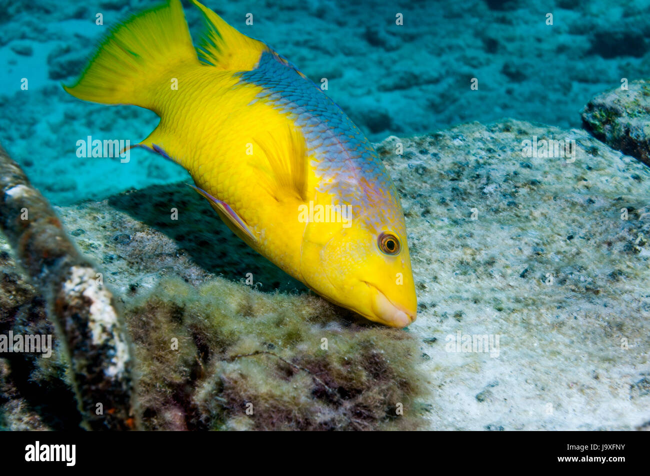 Spanische Lippfische (Bodianus Rufus).  Bonaire, Niederländische Antillen, Karibik, Atlantik. Stockfoto