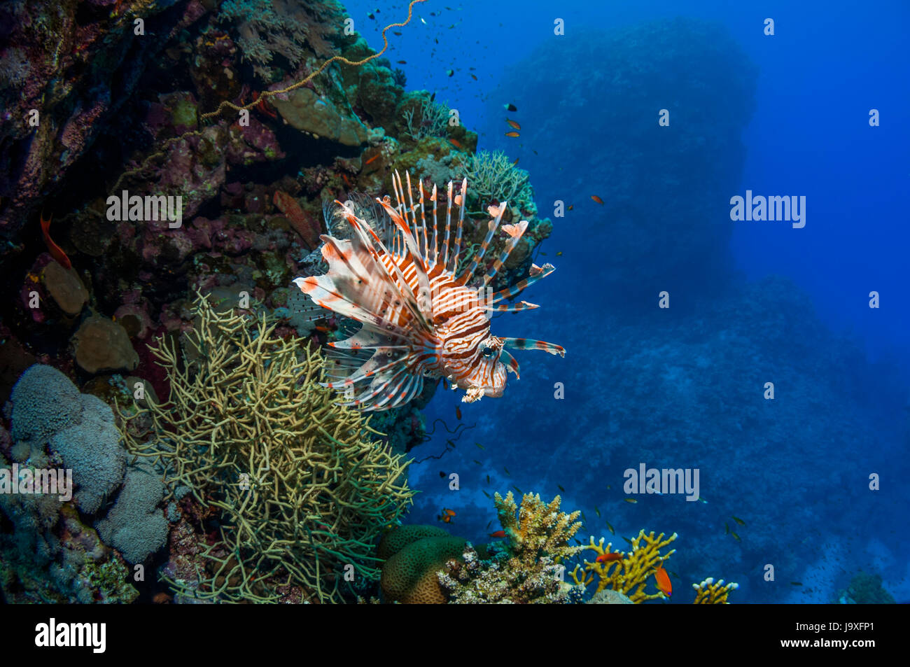 Gemeinsamen Rotfeuerfische [Pterois Volitans].  Ägypten, Rotes Meer. Stockfoto