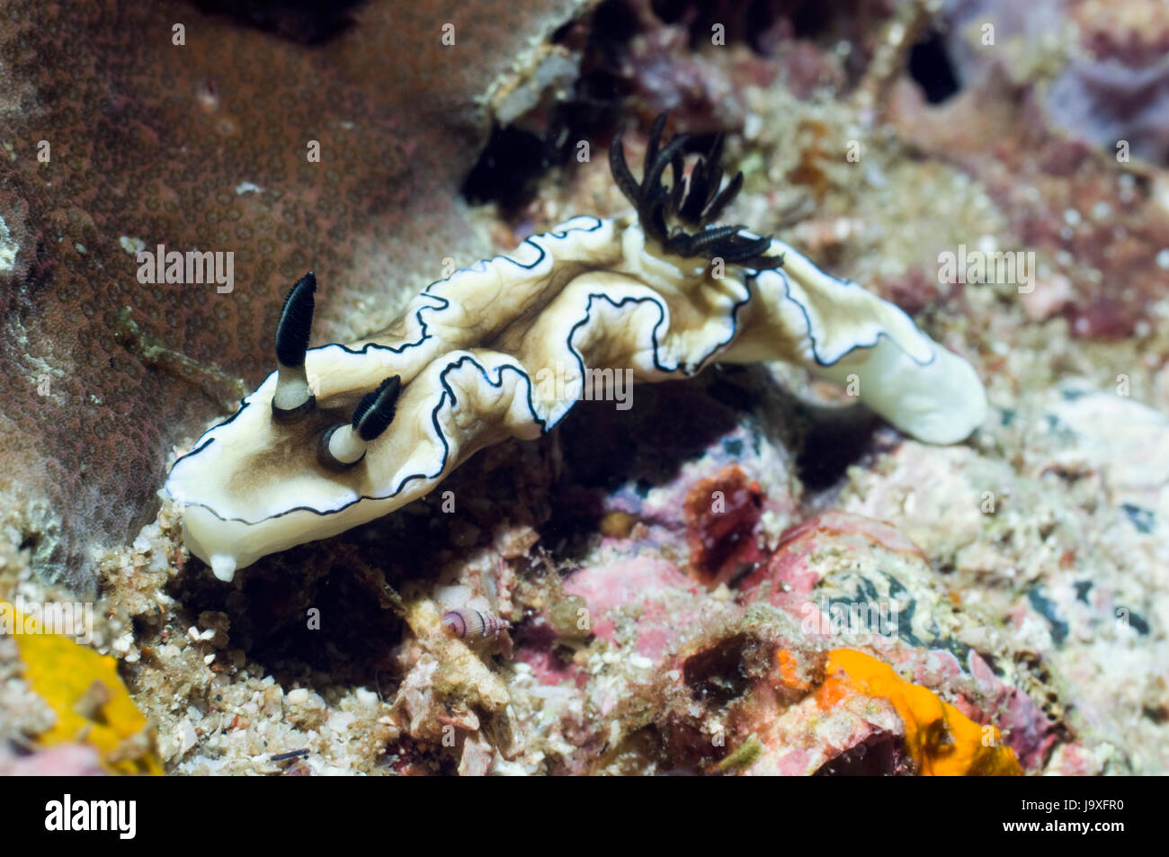 Nacktschnecke: Glossoddoris Atromarginata.  Überfamilie Cryptobranchia, Familie Chromodorididae.  Rinca, Komodo National Park, Indonesien. Stockfoto