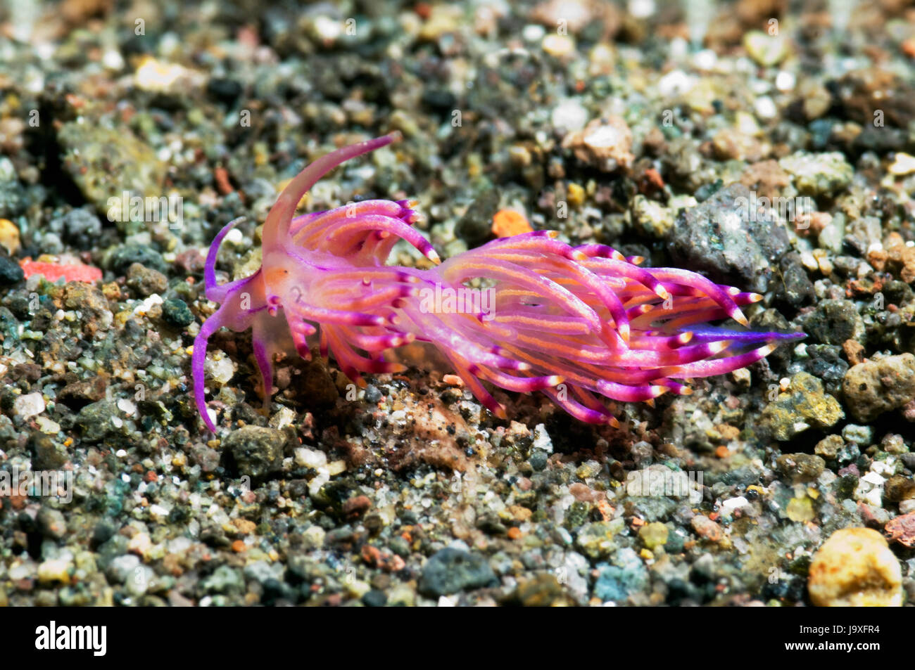 Nacktschnecken - Flabelina Rubrolineata.  Rinca, Komodo National Park, Indonesien. Stockfoto