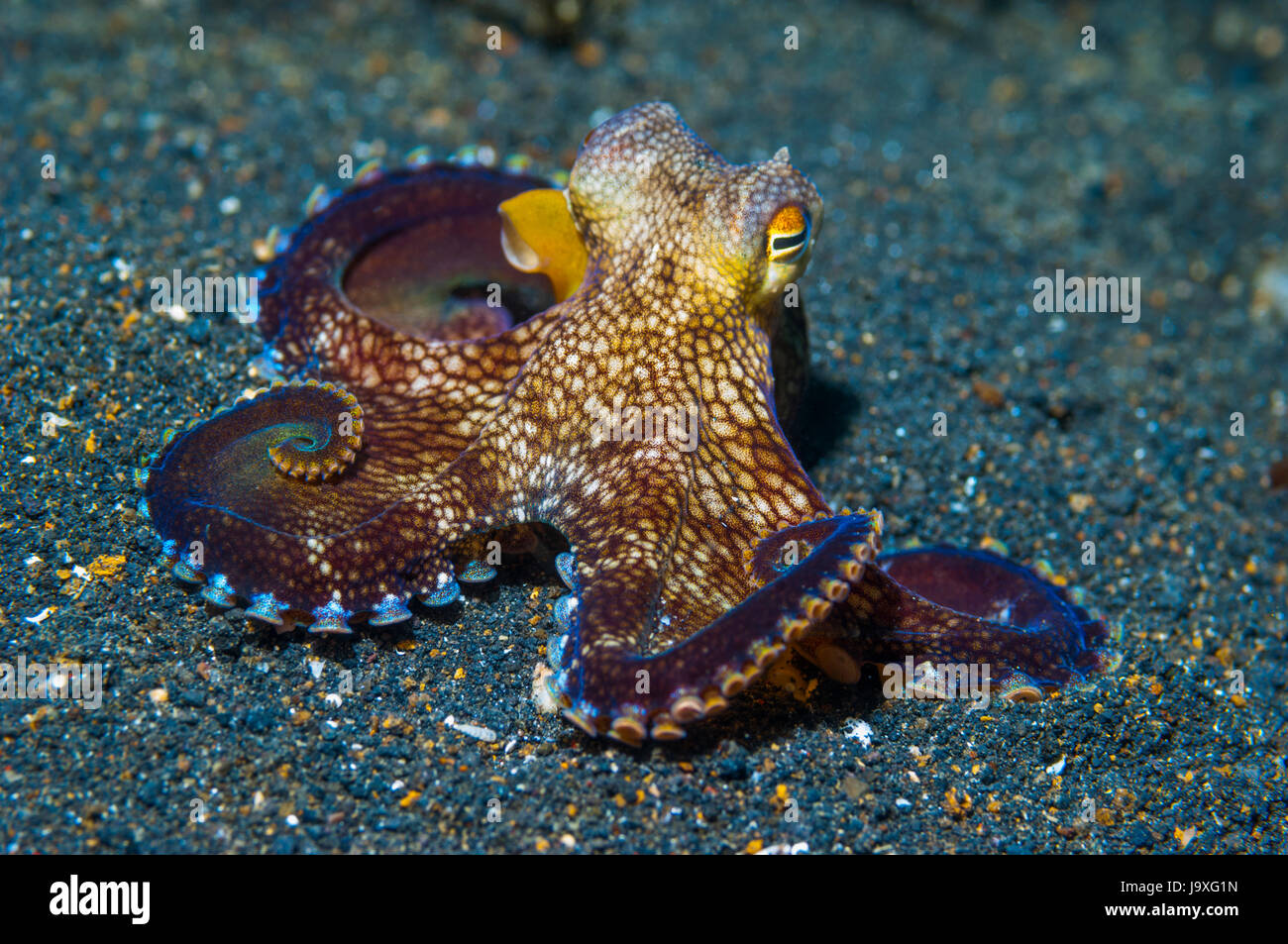 Veined Octopus (Amphioctopus Marginatus).  Diese Krake kann in Sand oder Schlamm begraben, aber häufig versteckt in Schalen oder Stücke von weggeworfene Kokosnussschalen. Stockfoto