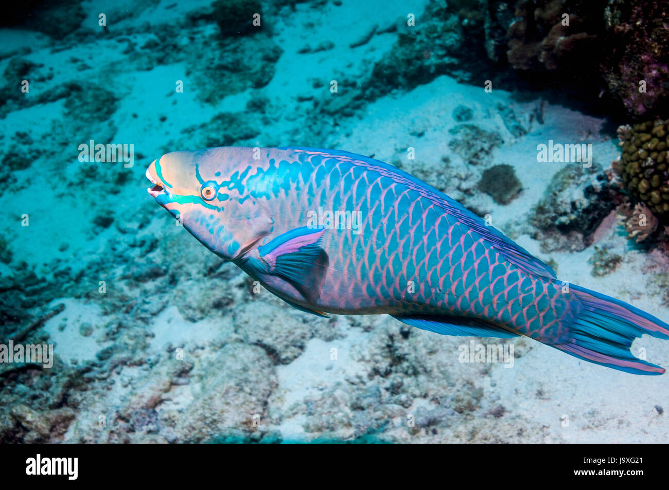 Königin-Papageienfisch (Scarus Vetula).  Terminalen Phase.  Bonaire, Niederländische Antillen, Karibik, Atlantik. Stockfoto