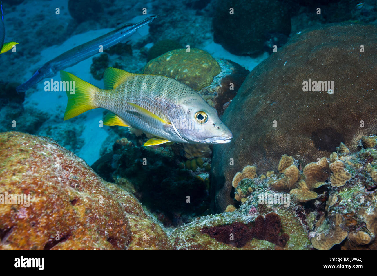 Schulmeister (Lutjanus Apodus).  Bonaire, Niederländische Antillen, Karibik, Atlantik. Stockfoto