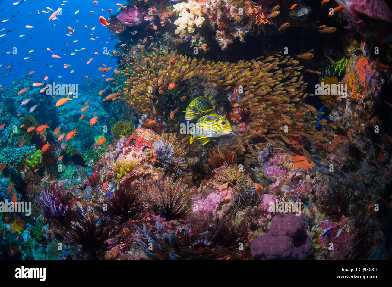 Süßlippen [Plectorhinchus Polytaenia] mit einer Schule von Kardinalbarschen und Featherstars Band.  Indonesien. Stockfoto