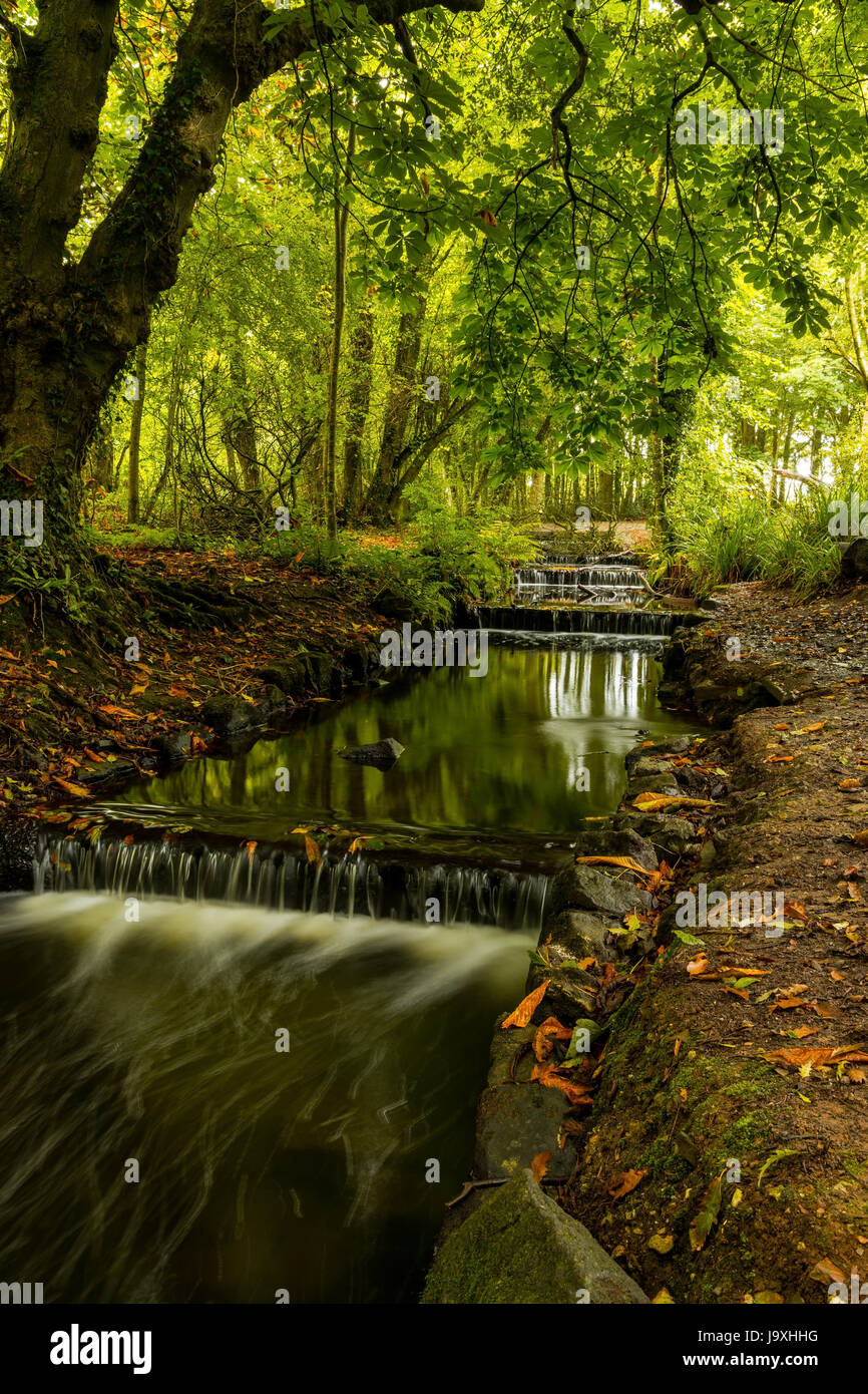 Tehidy Woods, Country Park in Cornwall Stockfoto