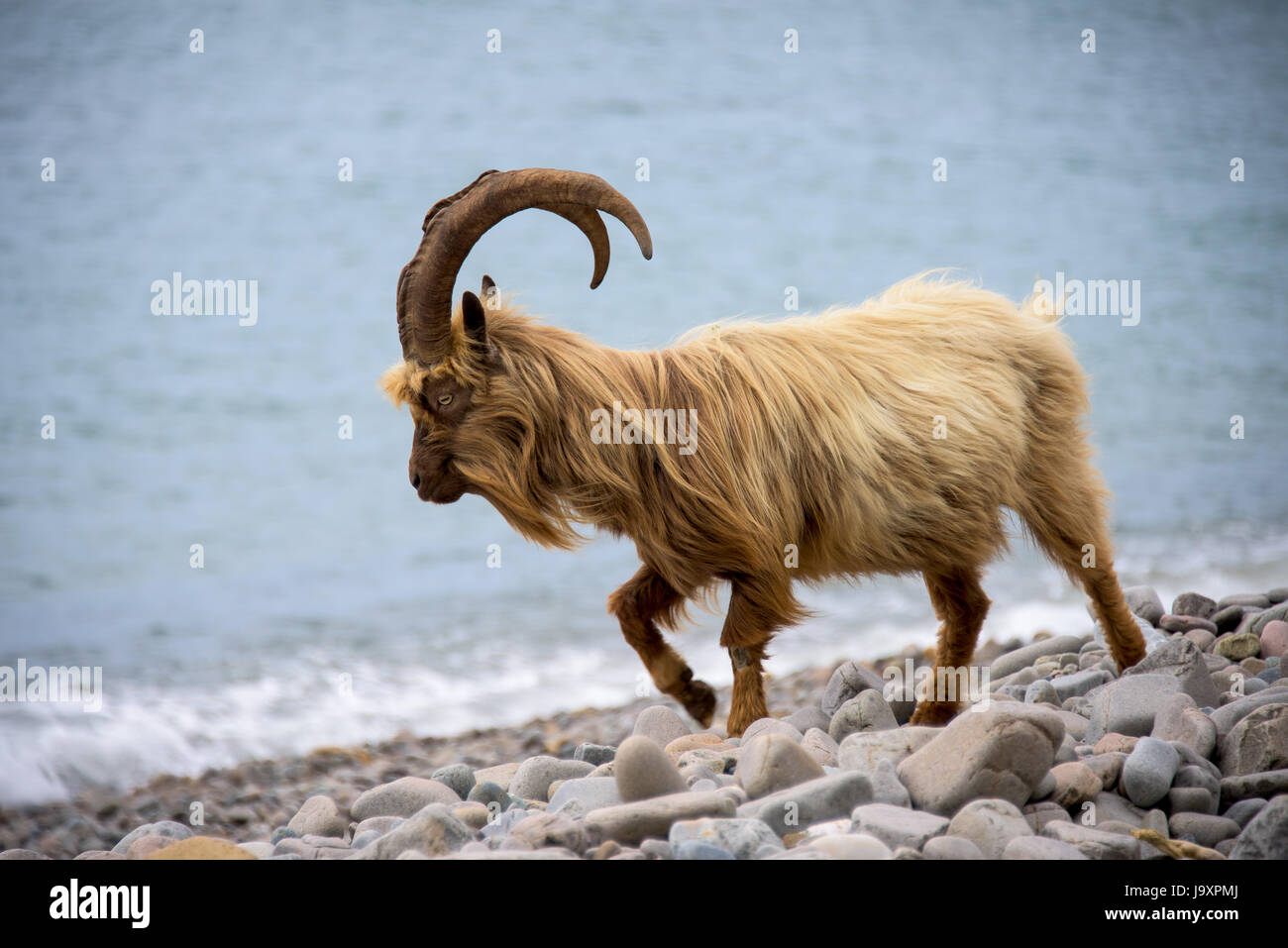 Welsh Mountain Goat auf Küstenregion von Nord-Wales, Snowdonia. Stockfoto