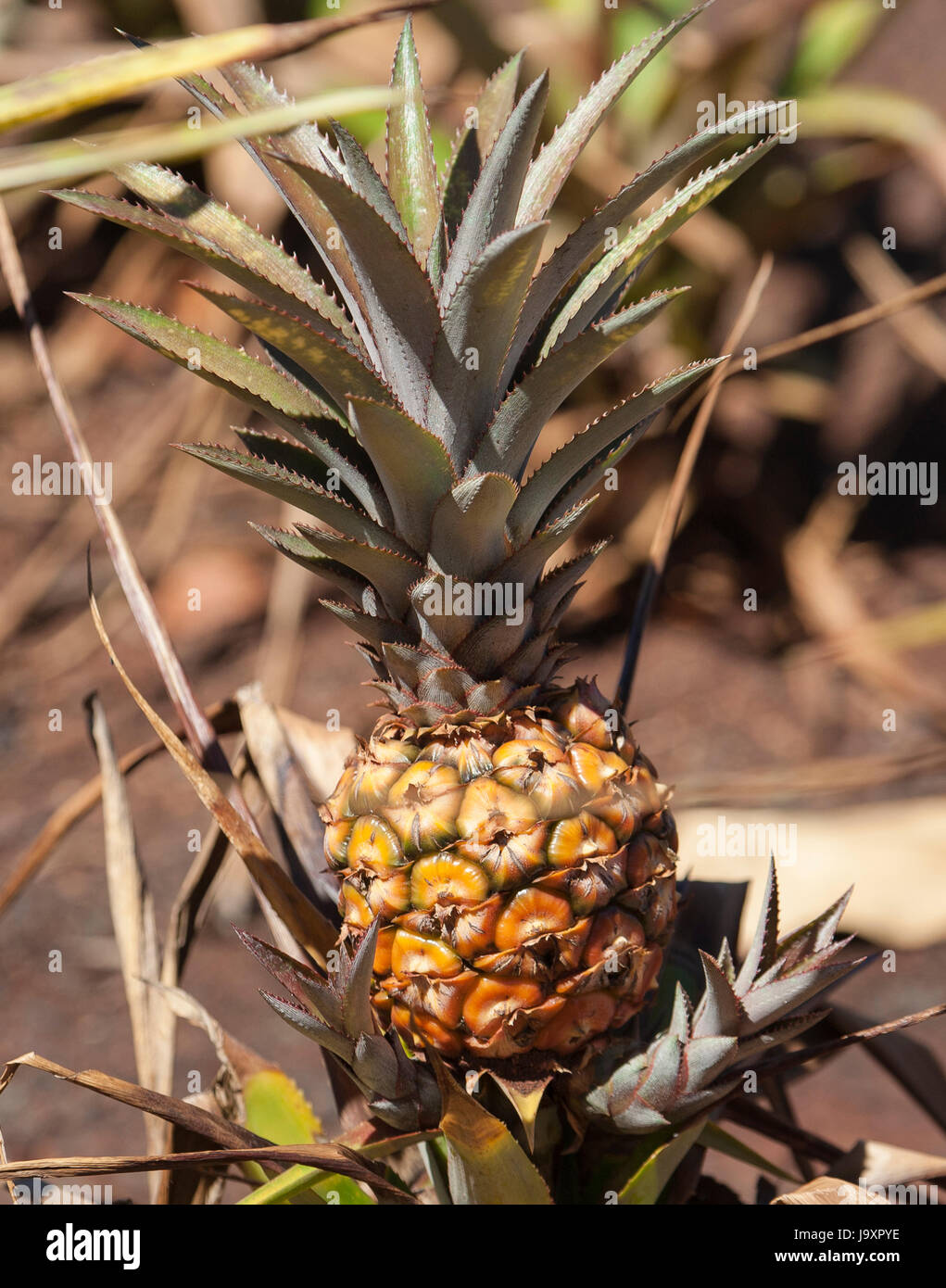 Ananas-Nahaufnahme Stockfoto